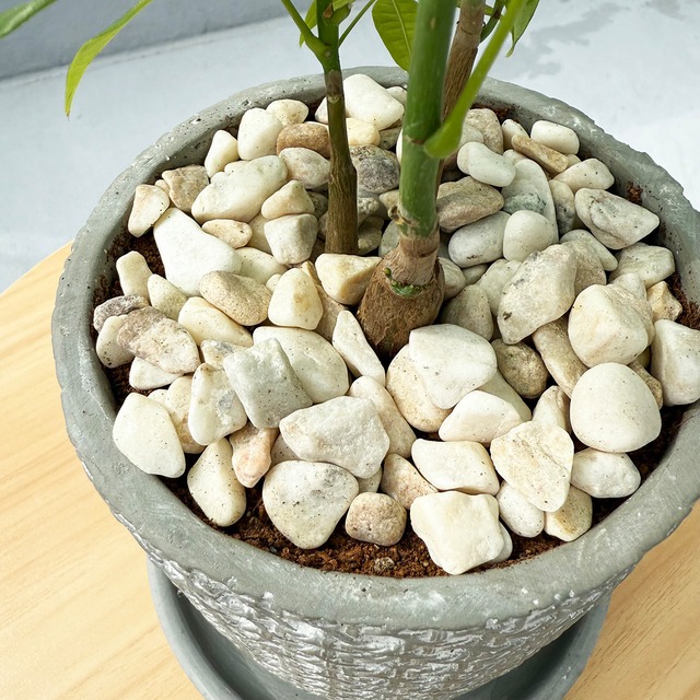 パキラ（実生）