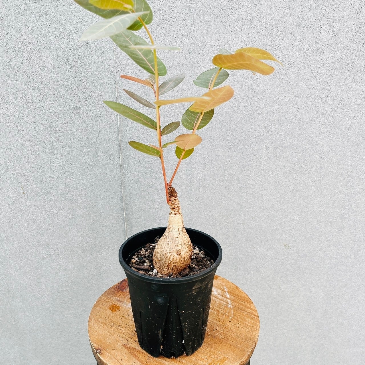 現品］90番 キンコウボク 6号 観葉植物 屋外 珍しい 金厚朴 香水 花