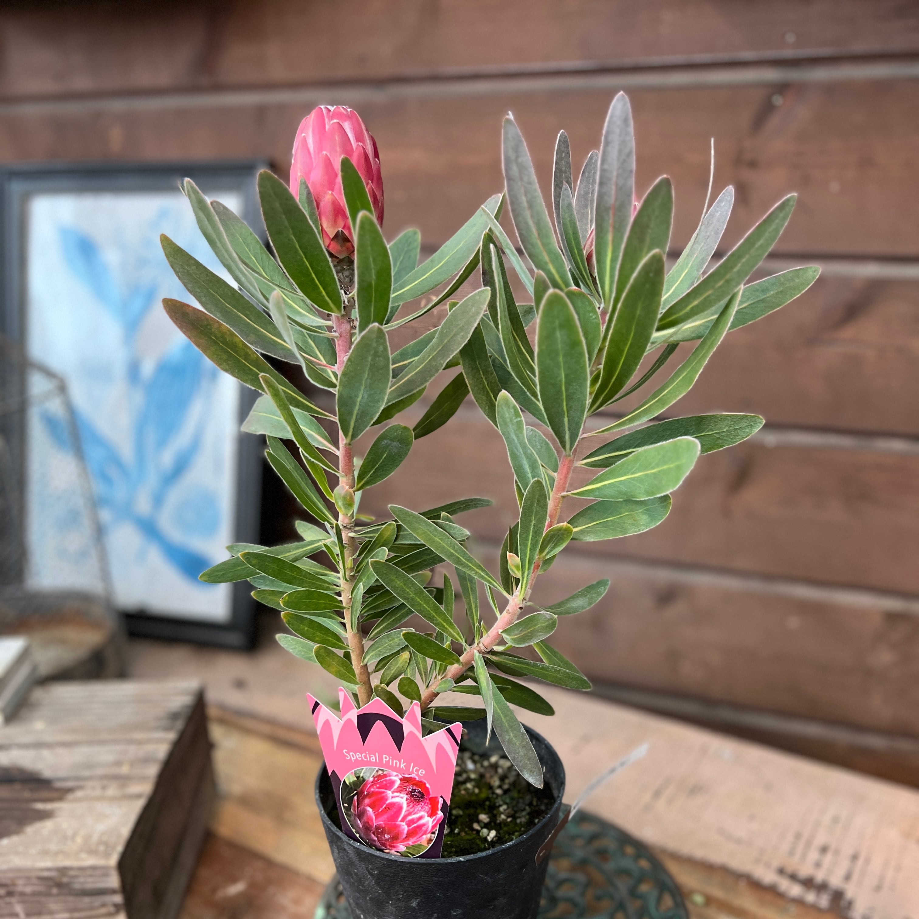 プロテア スペシャルピンクアイス | 沼ノ上農園