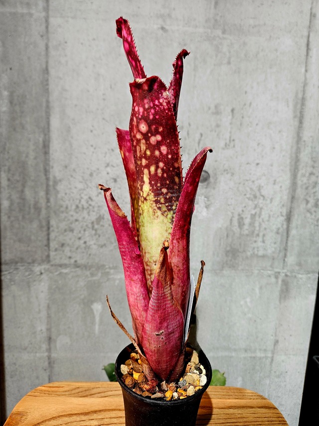 Bill.Hyb 【artPLANTs/PLANTS GARAGE】 ビルベルギア/Billbergia/タンクブロメリア 2024/5/7