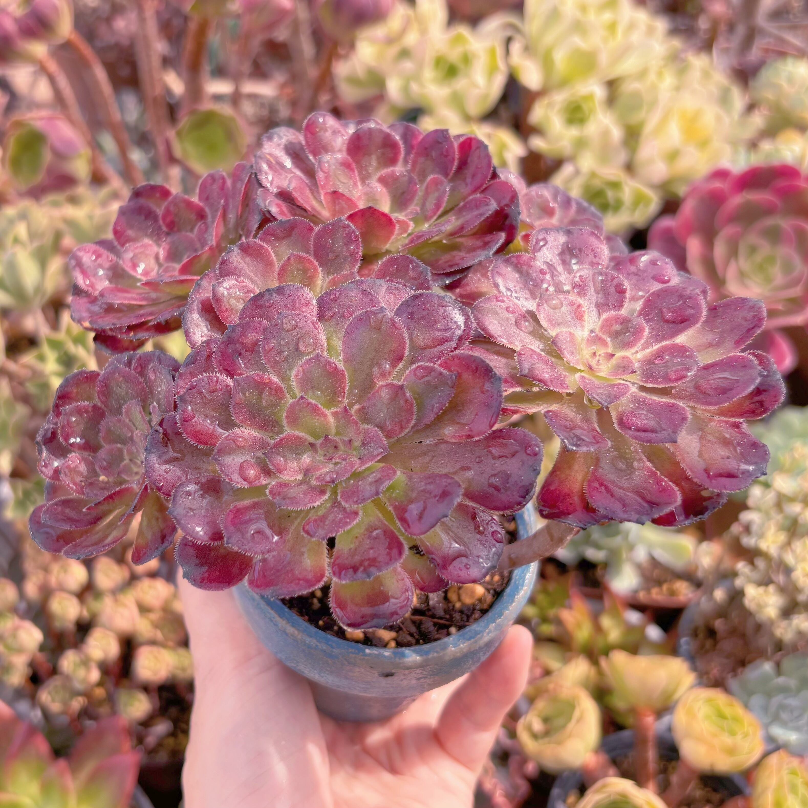 多肉植物 Aeonium ブラックチェリー 新入荷 るる農園 | るる農園~多肉