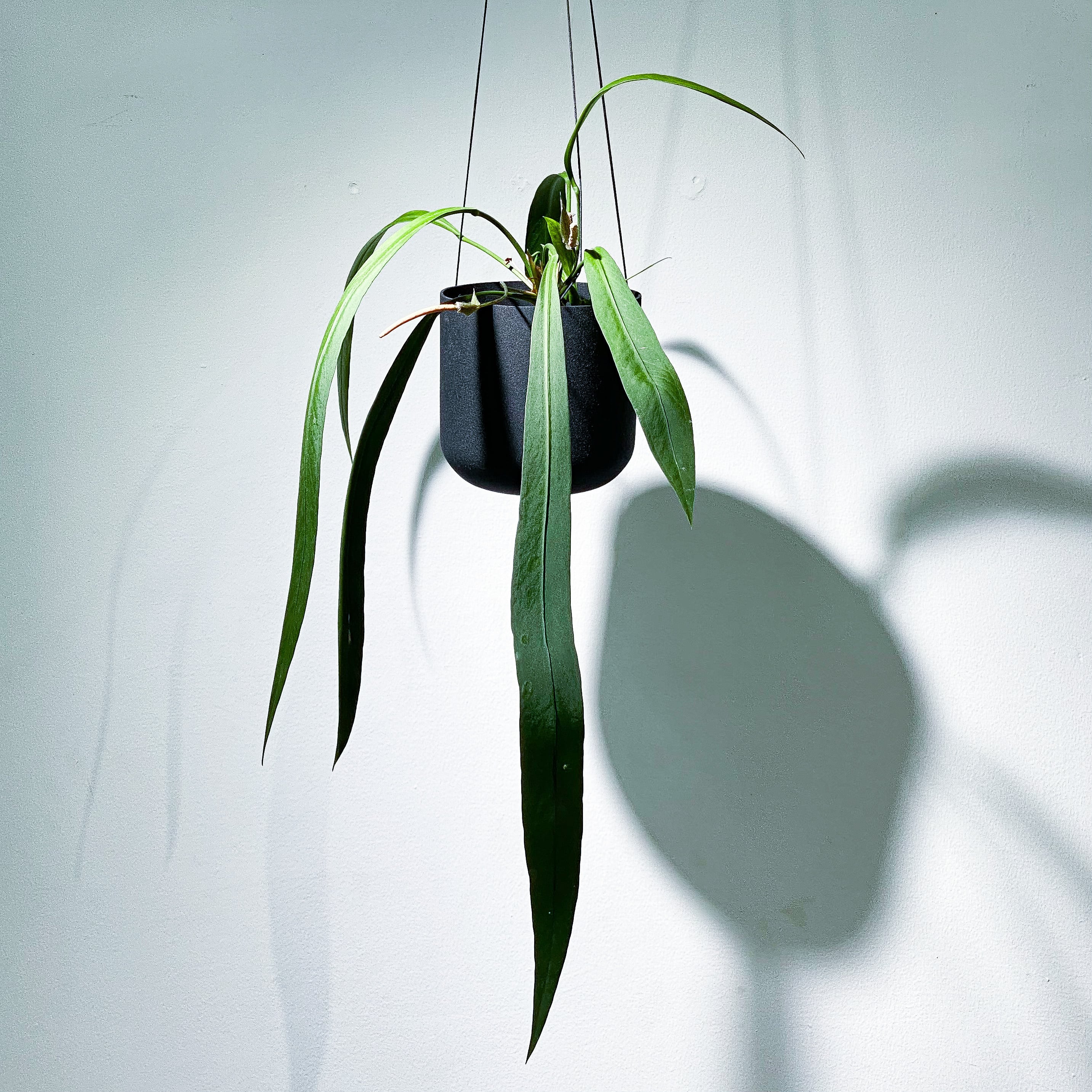アンスリウム ビッタリフォリウム（斑入り） Anthurium Vittarifolium 