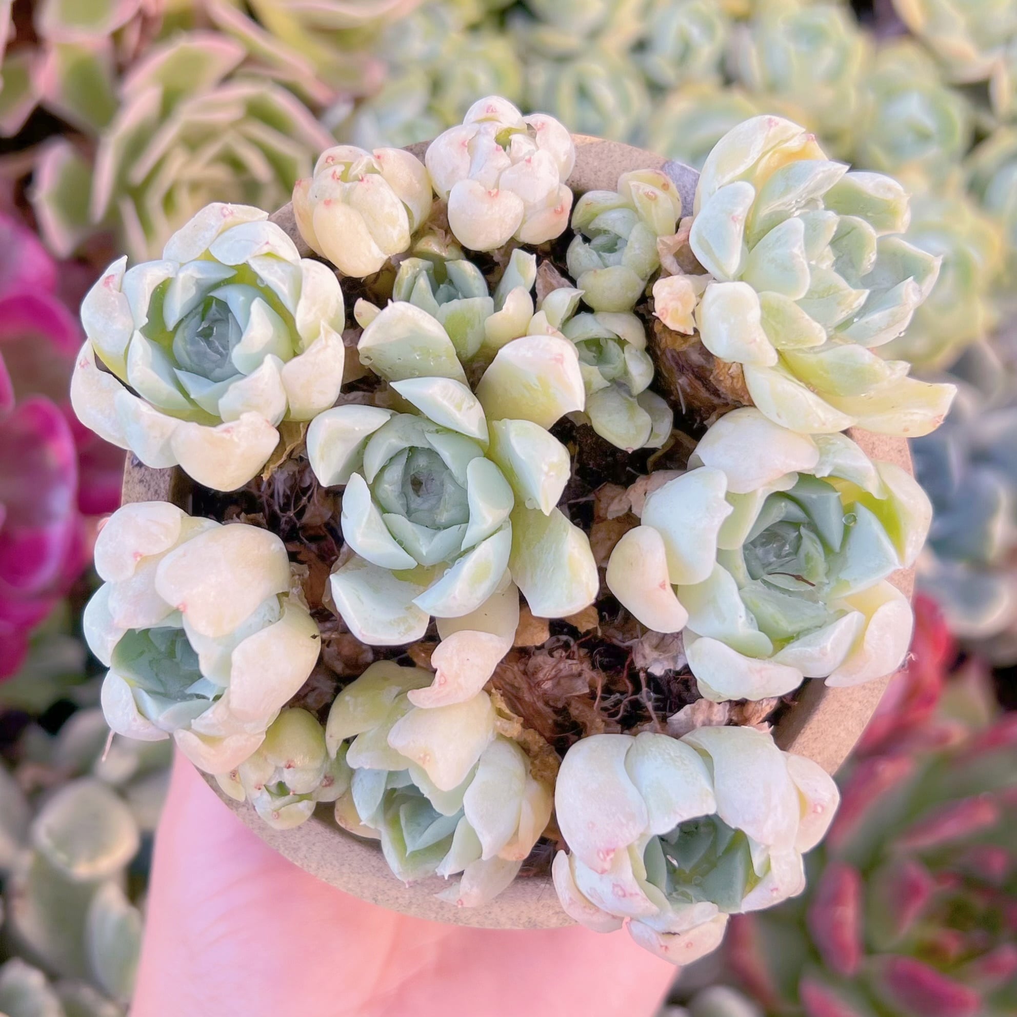 現品　 薔薇月影#F059　古株　るる農園