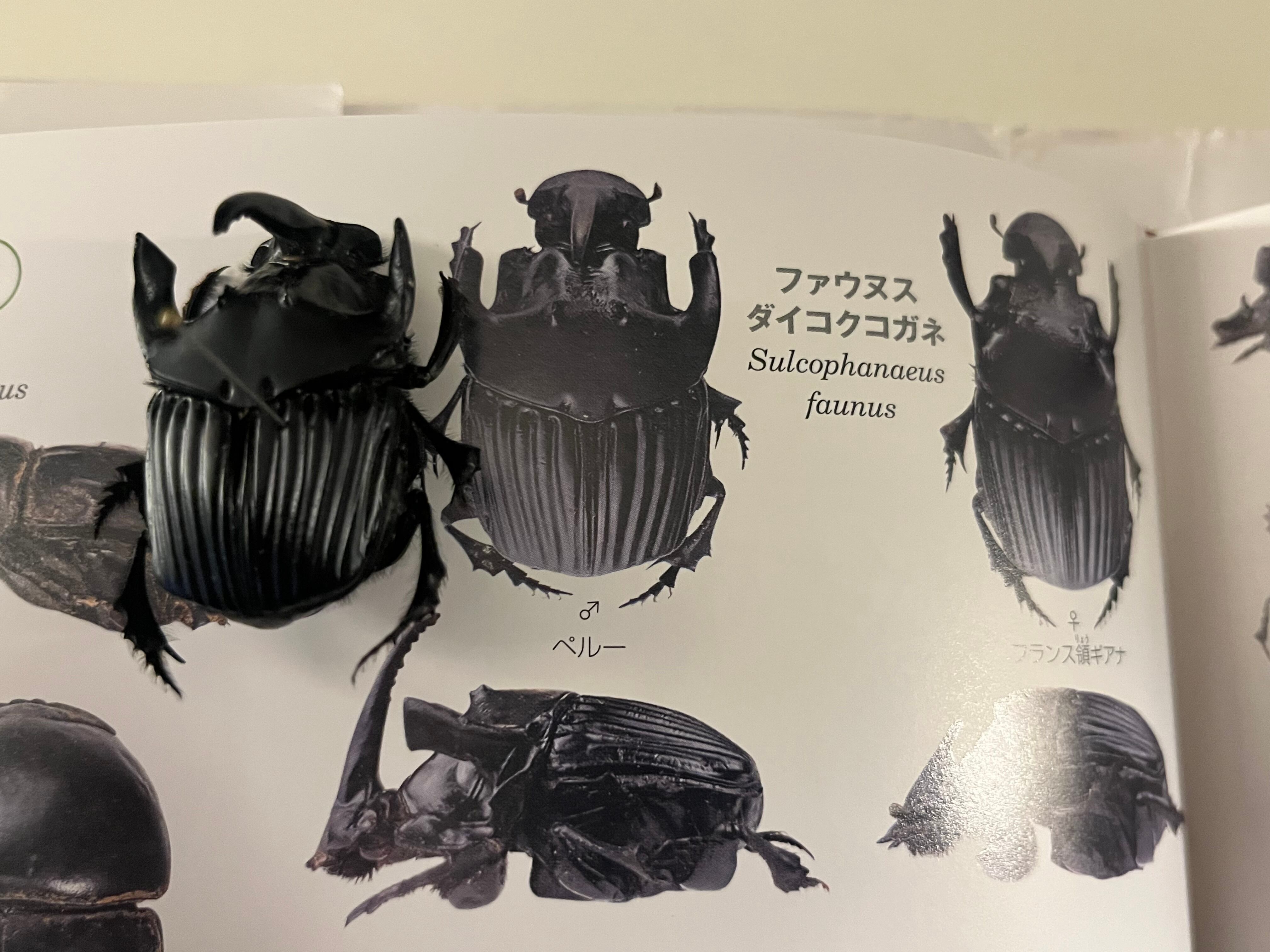 40mm♂】カブトダイコクコガネ ファウヌスダイコクコガネ 糞虫 40mm♂】カブトダイコクコガネ ファウヌスダイコクコガネ 糞虫