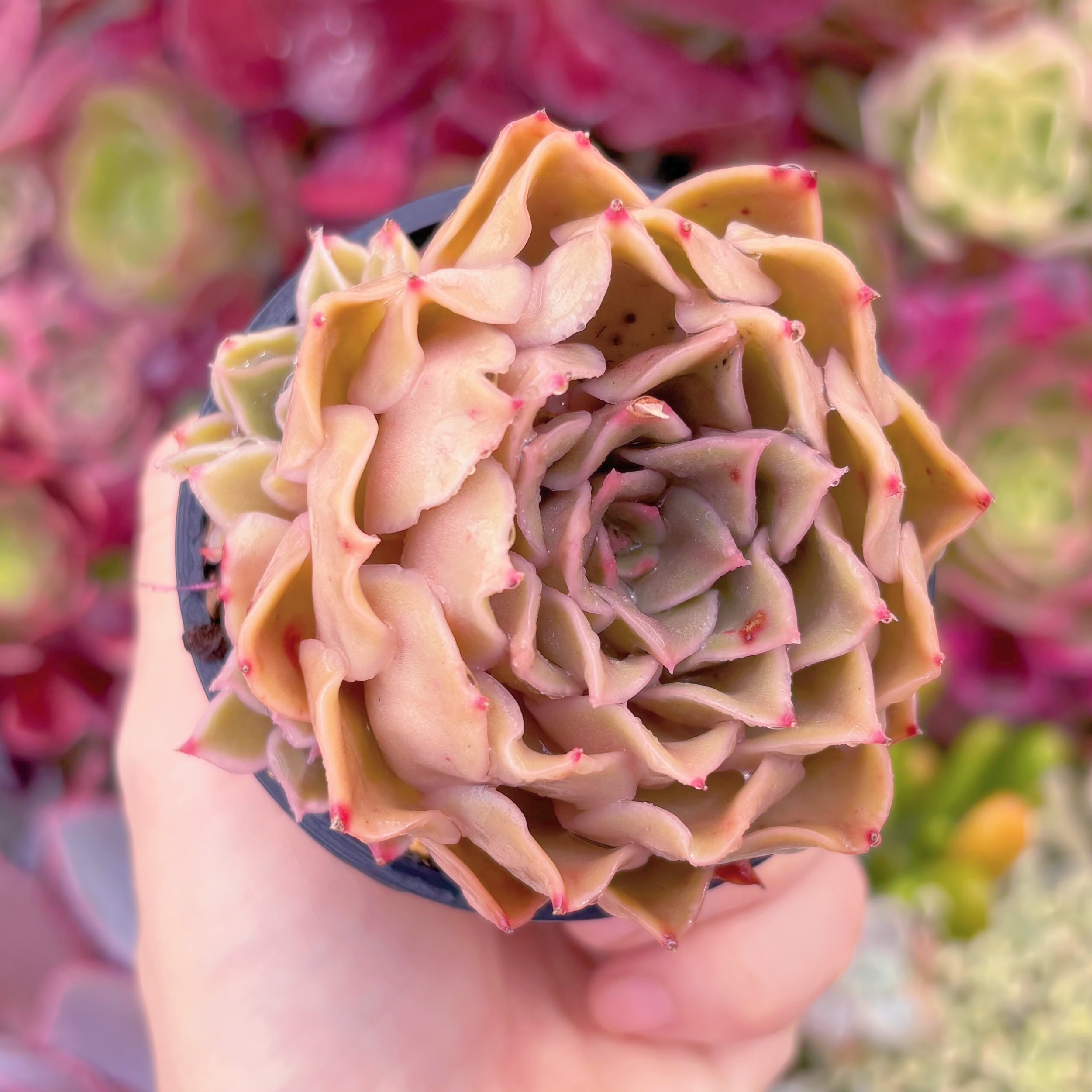 現品　Kiss#778　るる農園