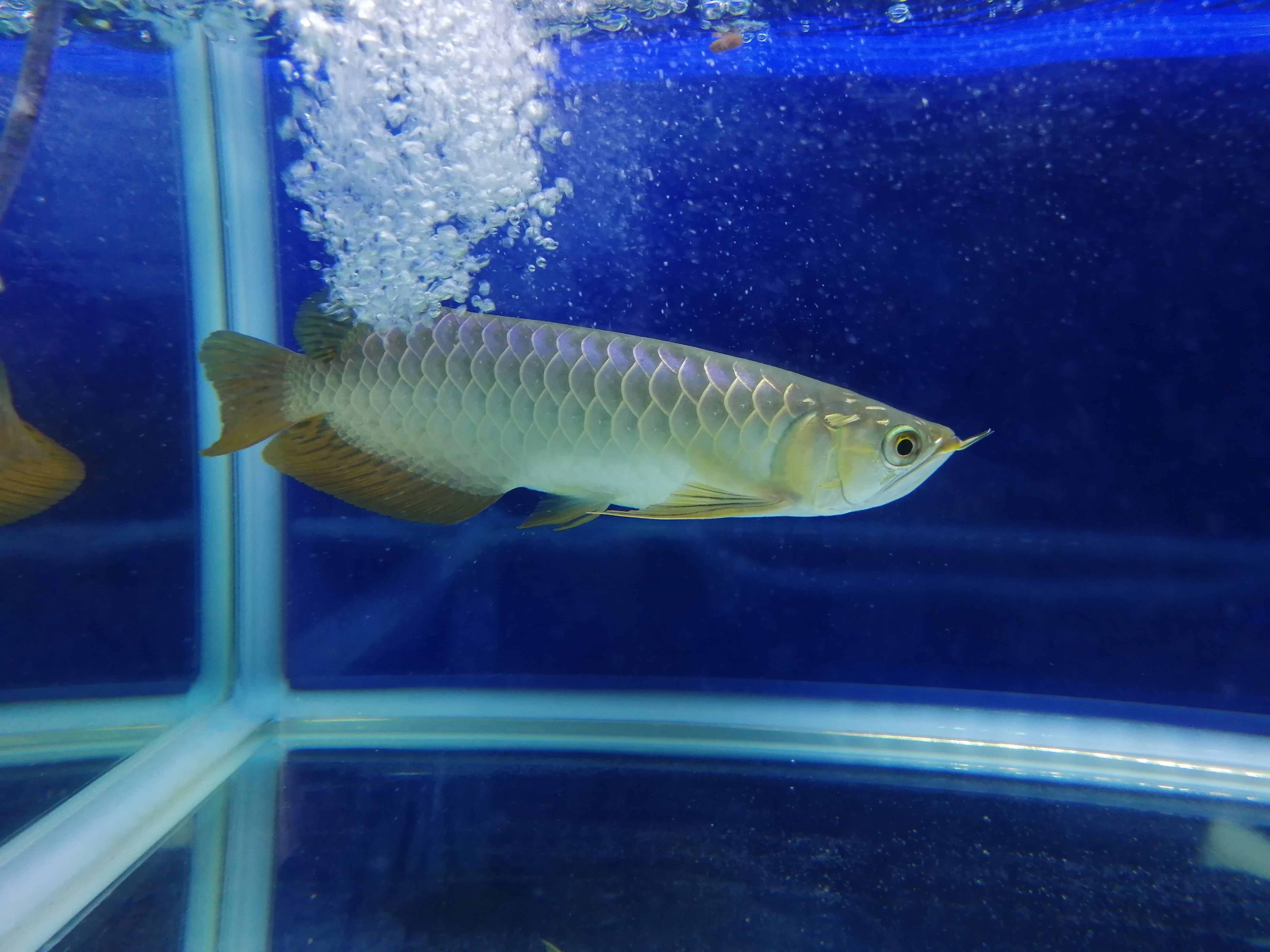 藍底過背金龍 (ブルーベース) ±23㎝《5938 証明書付き》 | アロワナ等