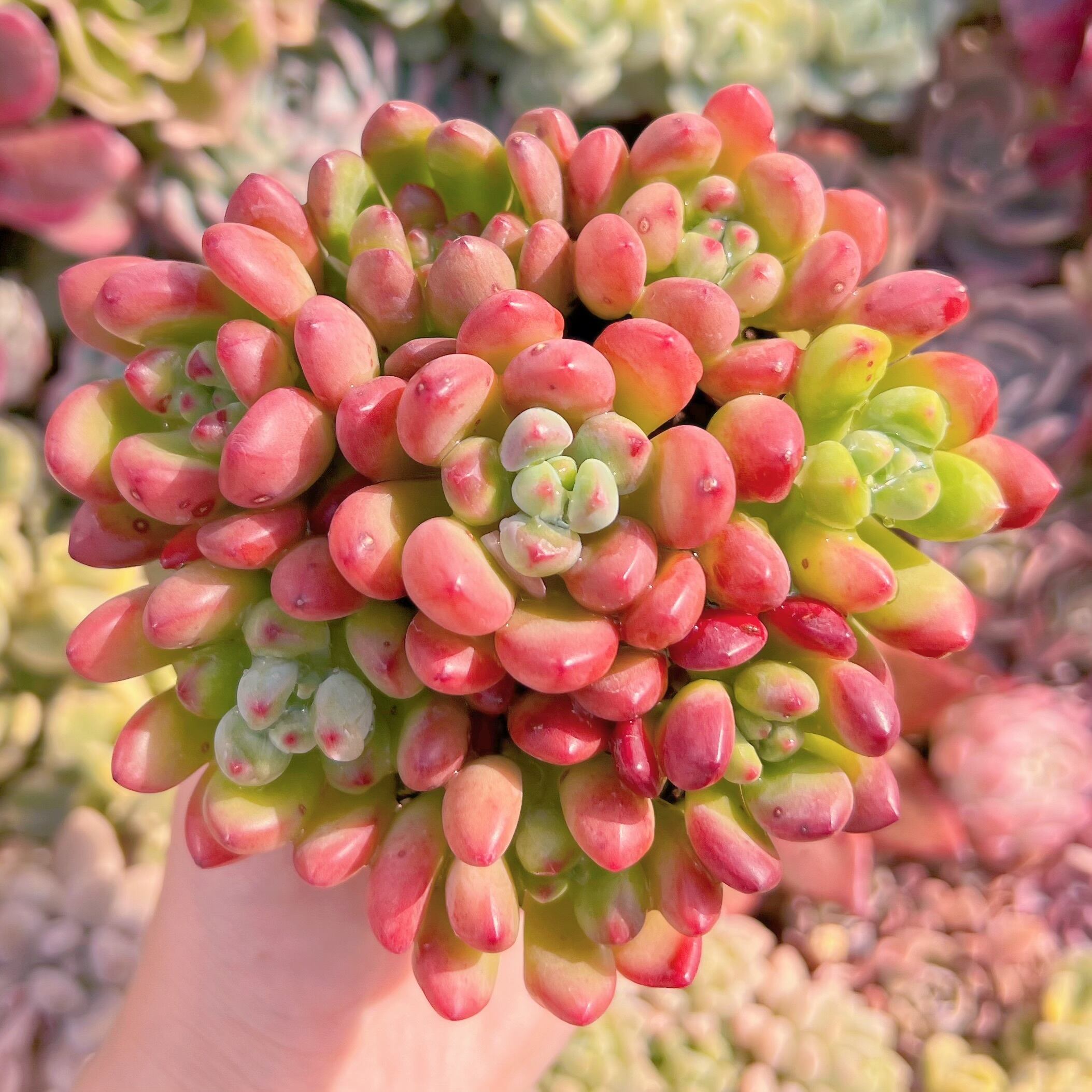 現品　トミーキャット#904   るる農園