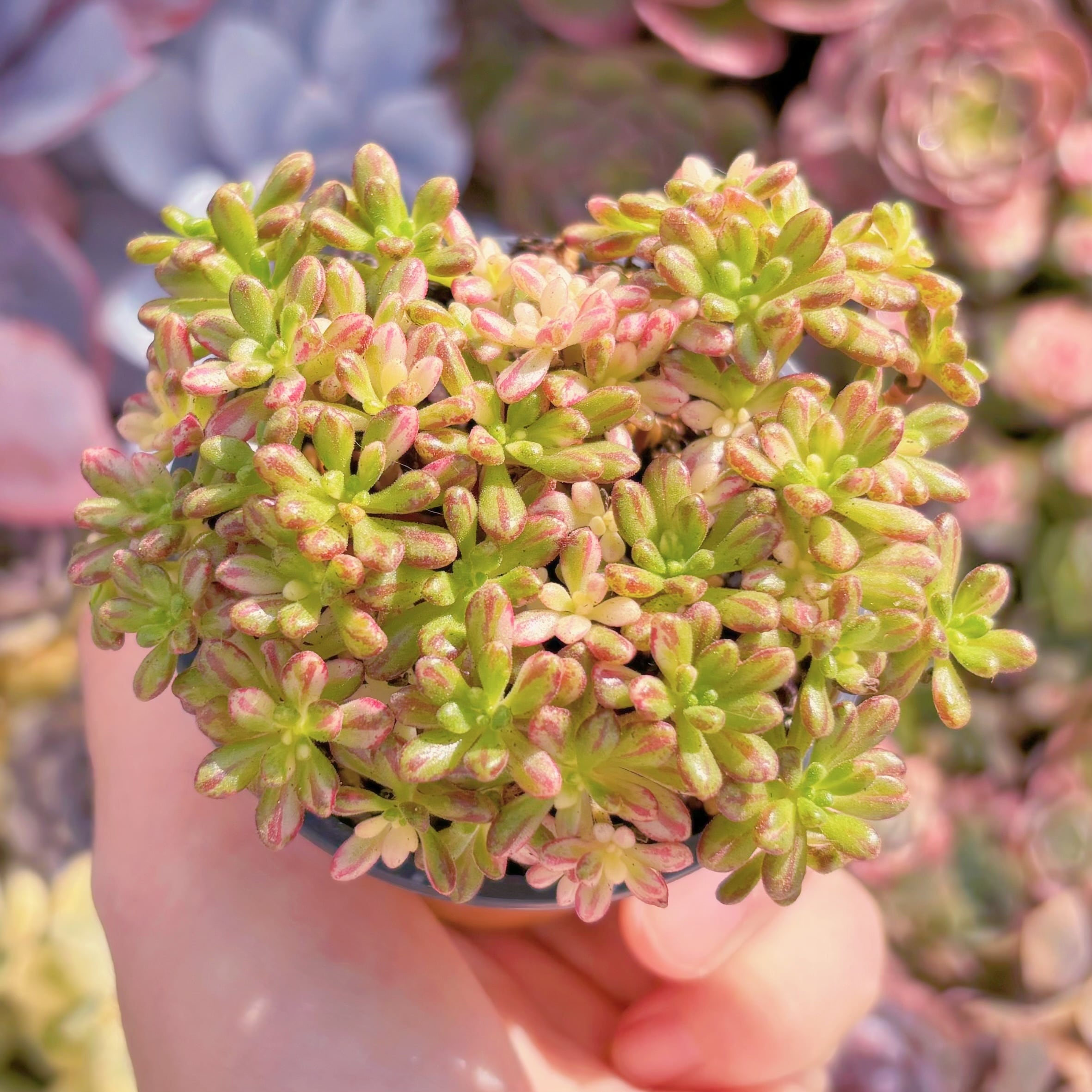 現品　小人の祭り錦#794　群生　るる農園