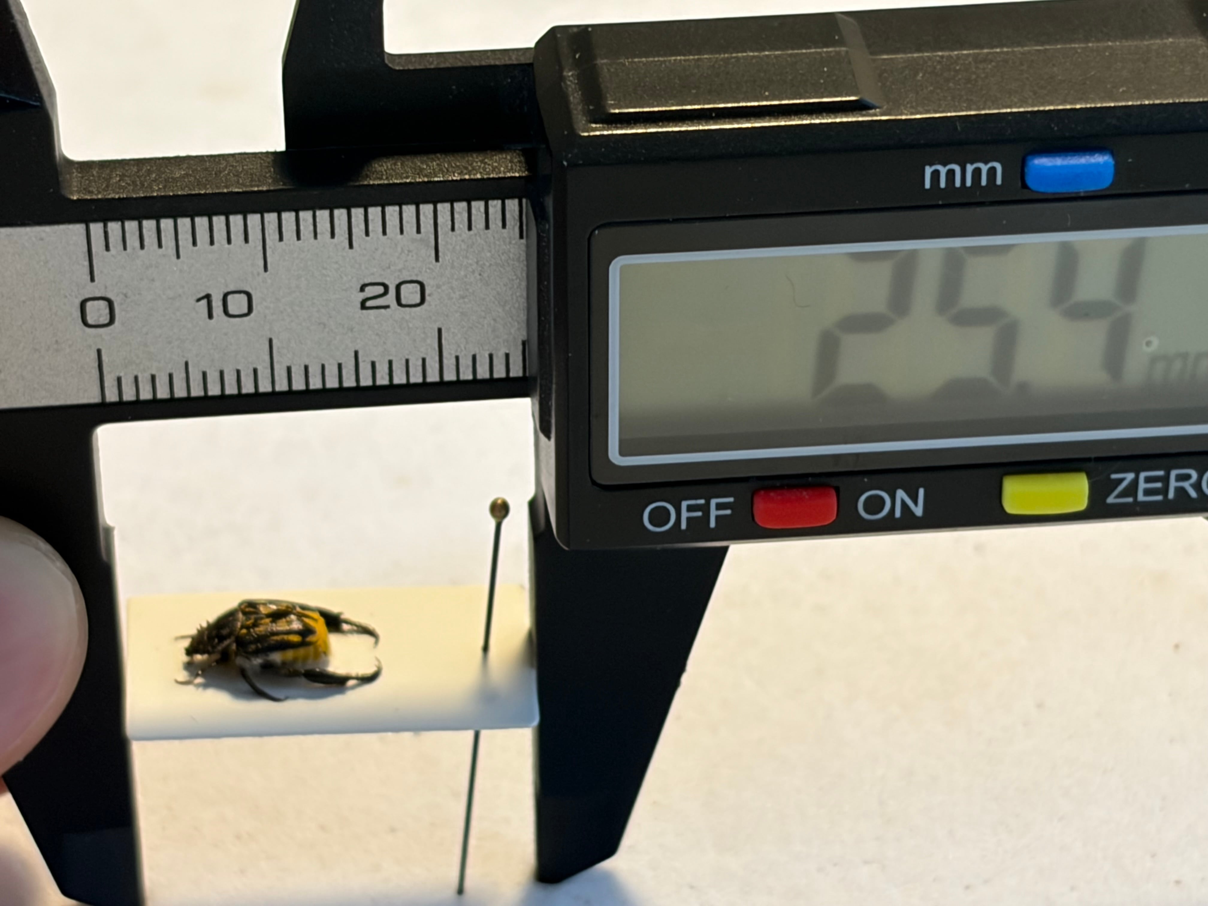 8mm】黄色の点模様が美麗な南アフリカのアシナガコガネ 標本 プラチナ