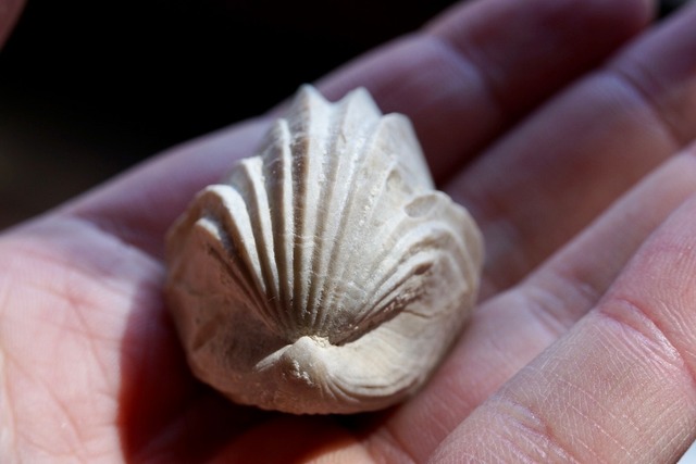 Burmirhynchia Decorata　化石 ①