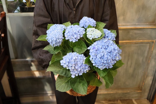 母の日"マジカルレボリューション"紫陽花ブルー(バスケット付き)
