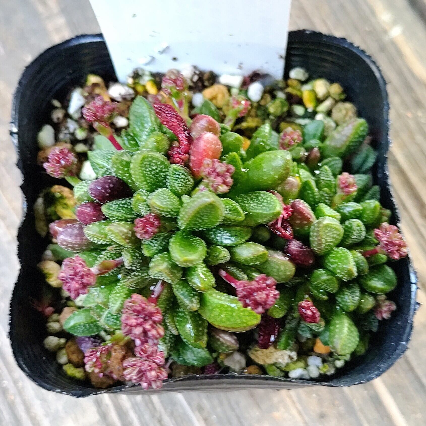 姫稚児 | RuPo 多肉植物専門店