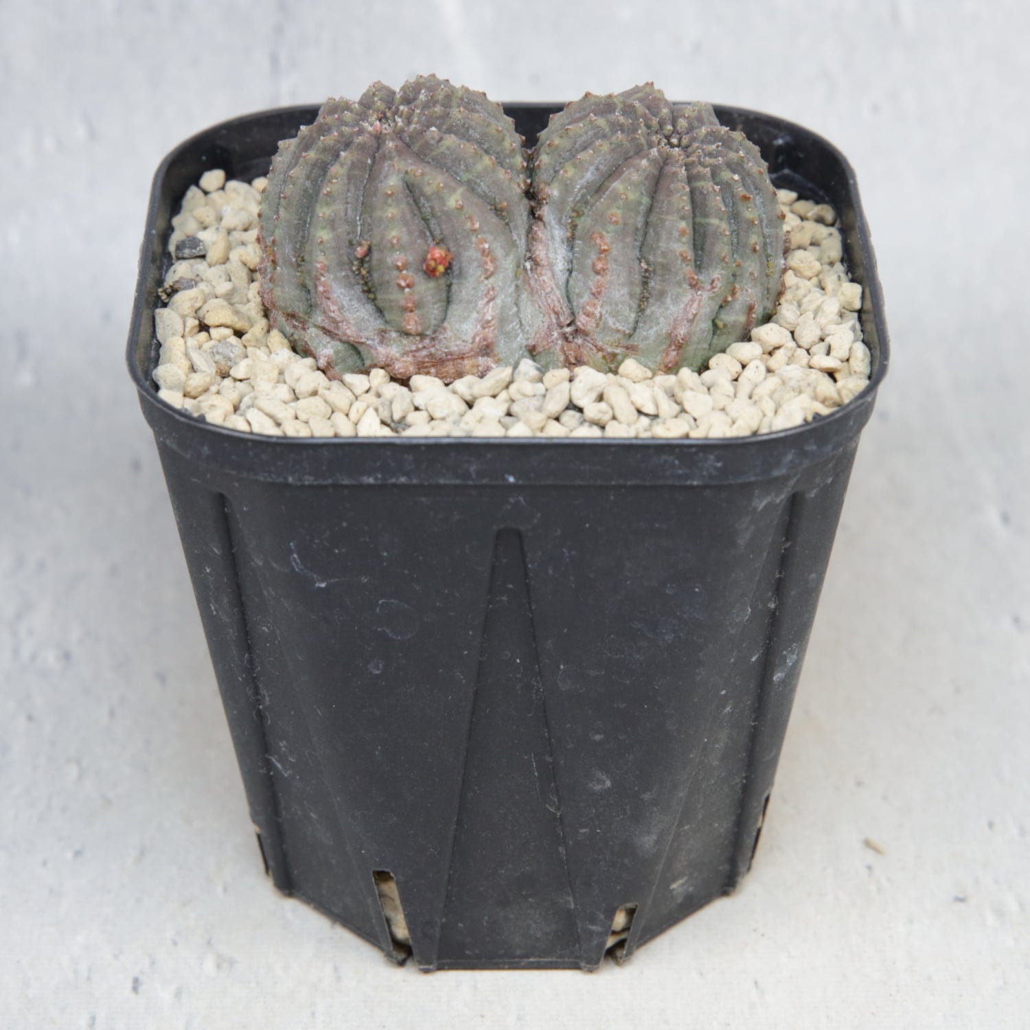 ダブルヘッド 扁平 オベサ / ユーフォルビア 木質化 | LIGHTHOUSE