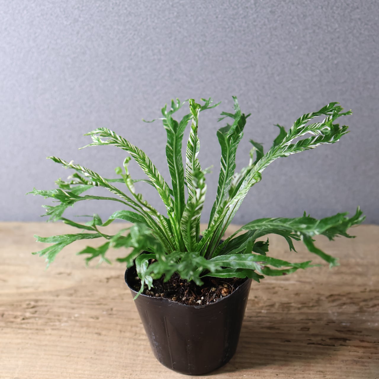 397 光を受けて輝く『アスプレニウム ニダス 斑入り』観葉植物 【送料