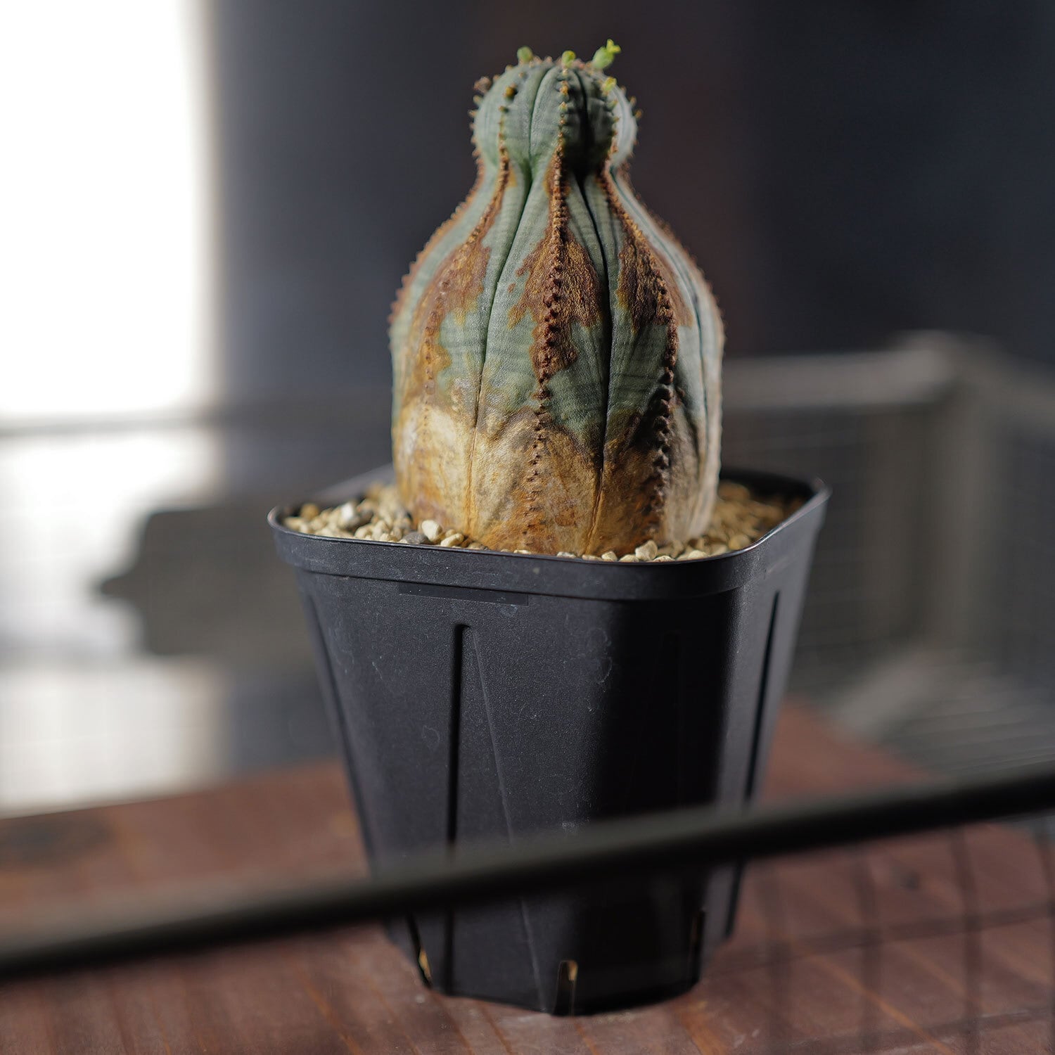 ユーフォルビア オベサ 2頭 扇綴化 実生 雌株 ユーフォルビア オベサ 2頭 扇綴化 実生 雌株