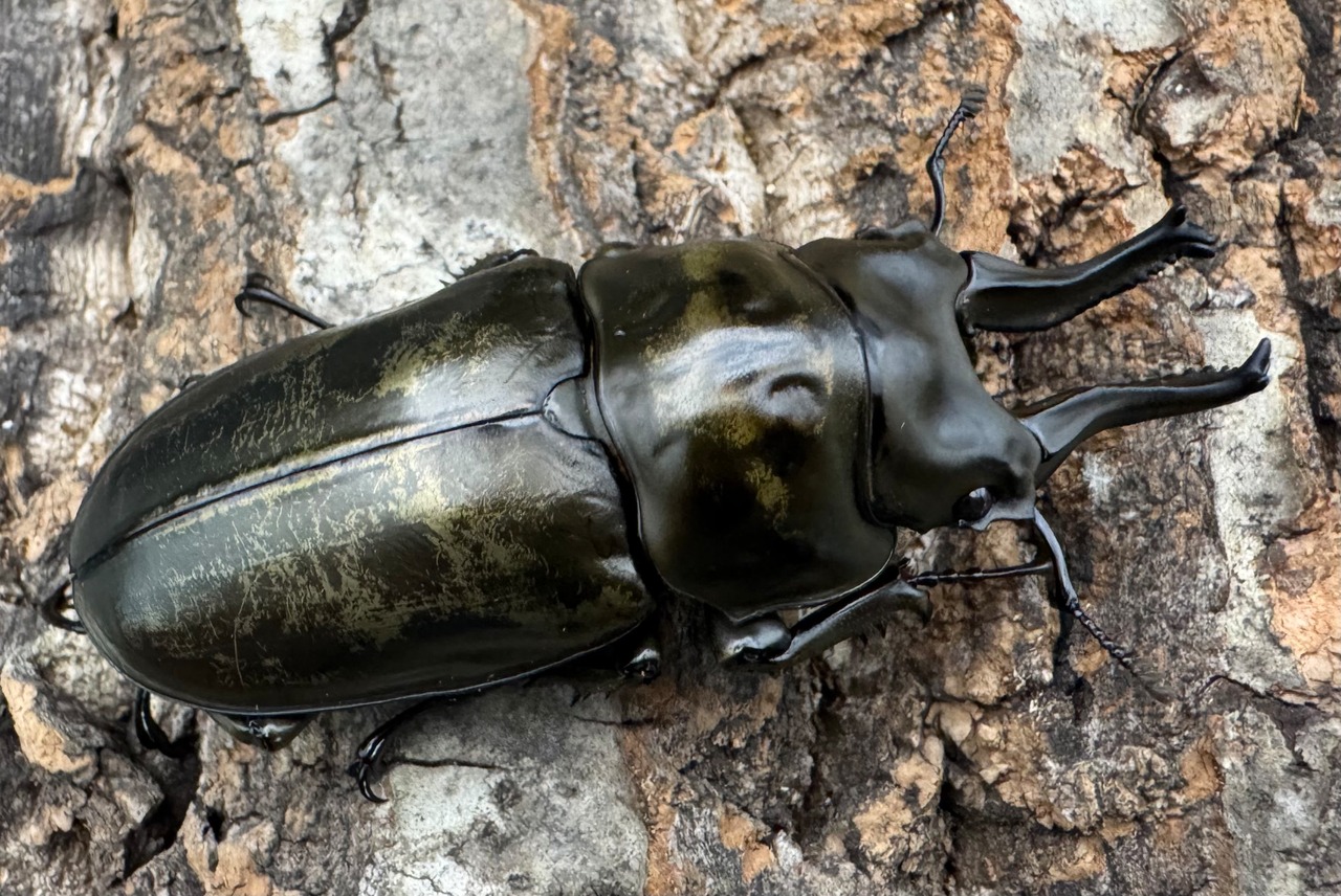 【F0】《ローゼンベルグオウゴンオニ 68.5mm ペア》