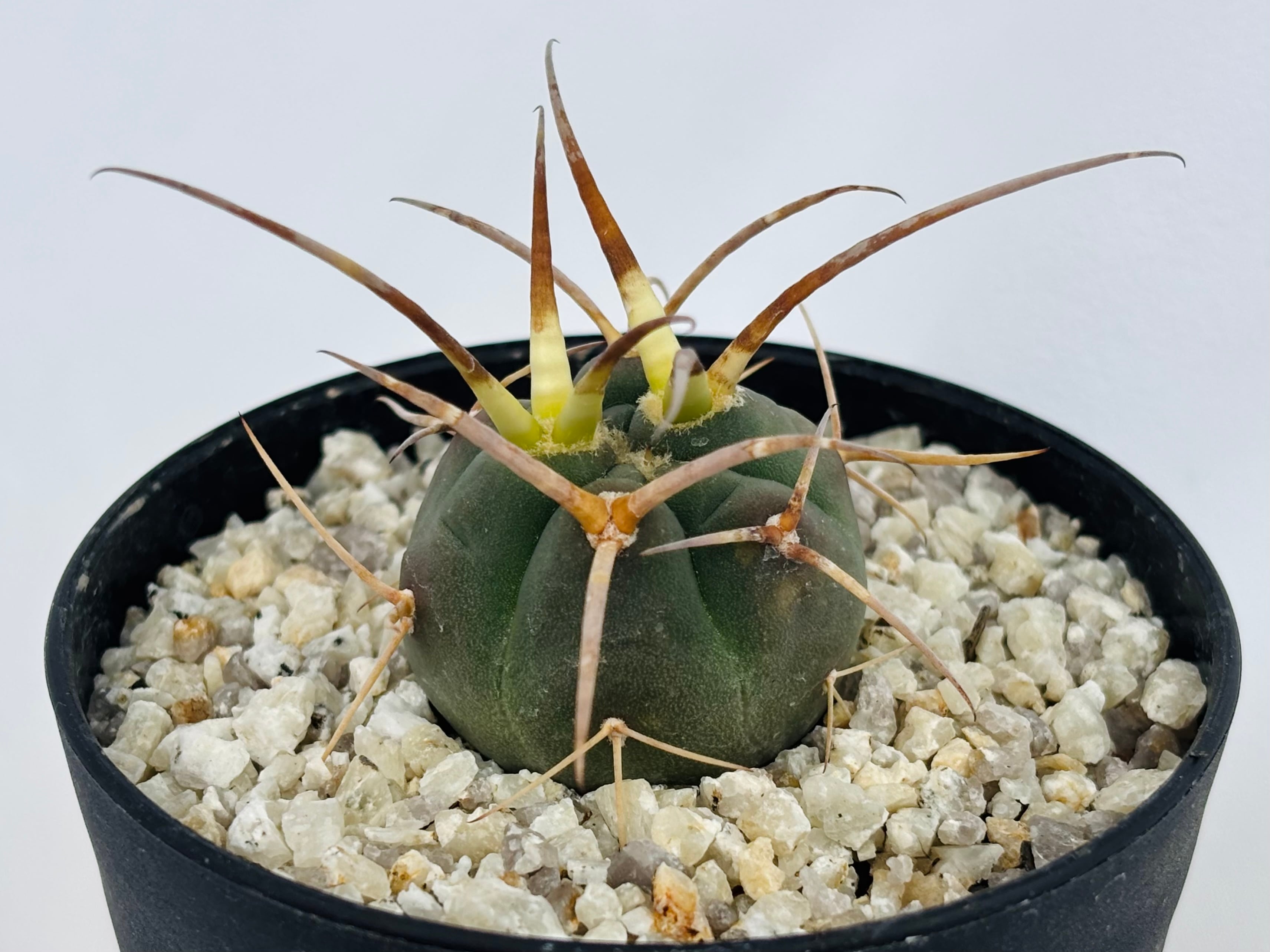 Gymnocalycium cardenasianum ギムノカリキウム 光琳玉 サボテン