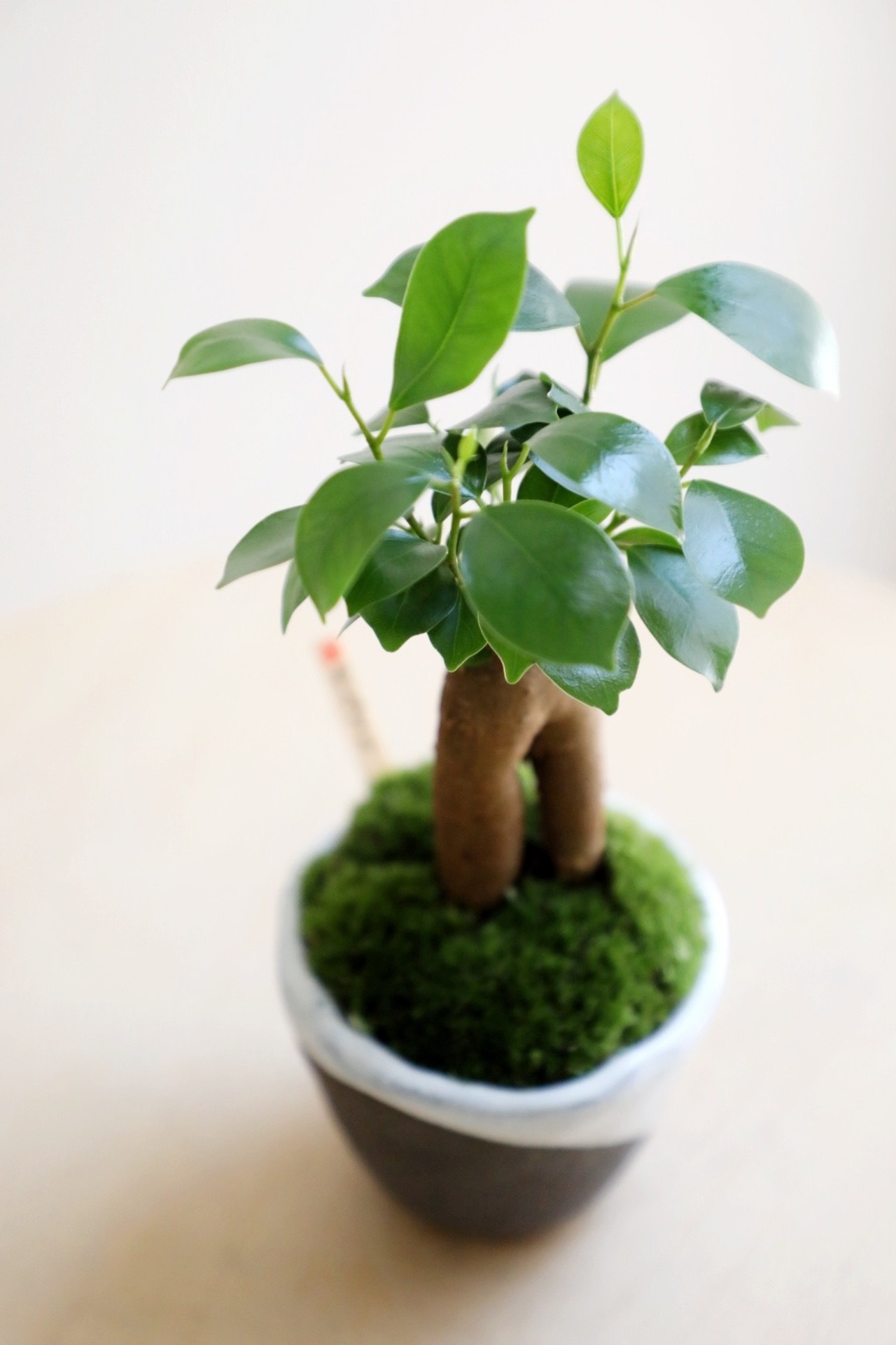 【S】ガジュマル 盆栽/Ficus microcarpa