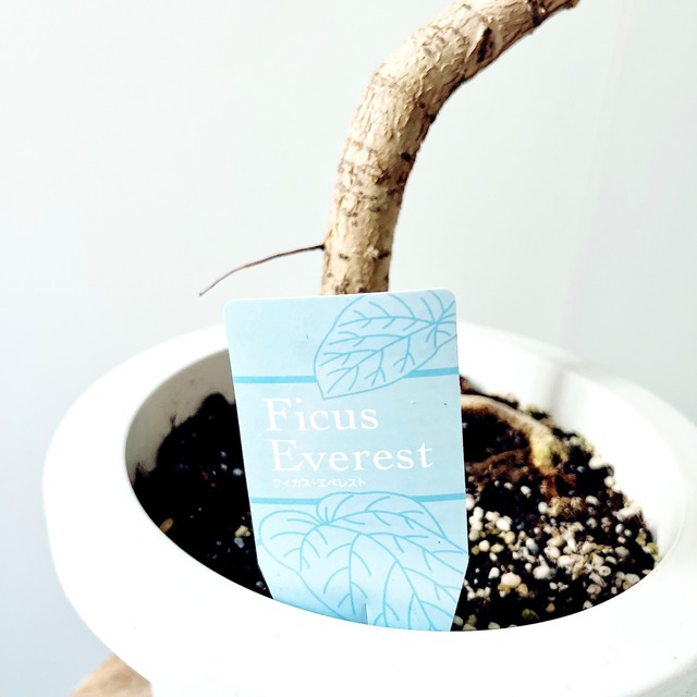 フィカス アウリクラータ エベレスト 曲がり 観葉植物 calm cafe