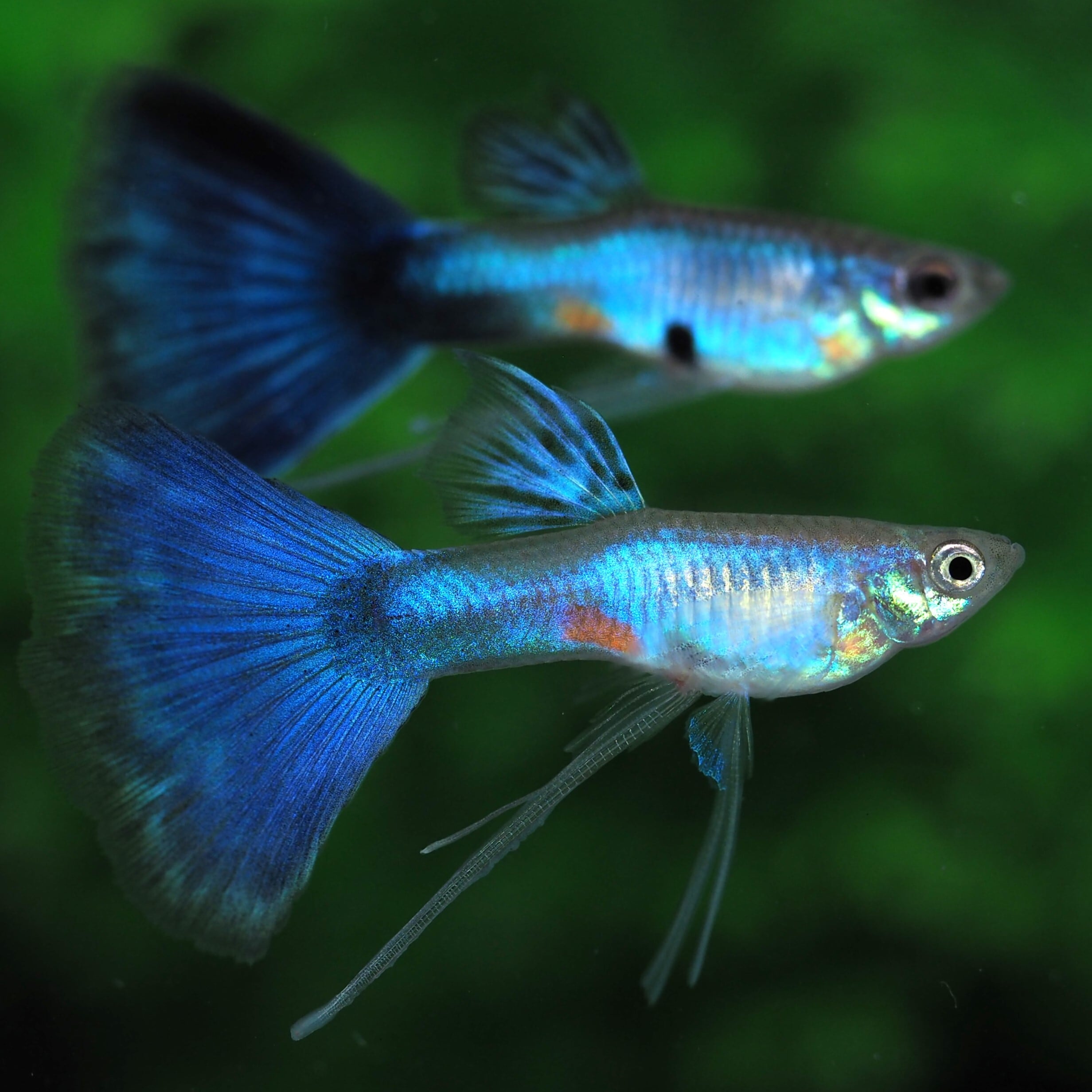 GUPPY | 伊豆グッピーファーム