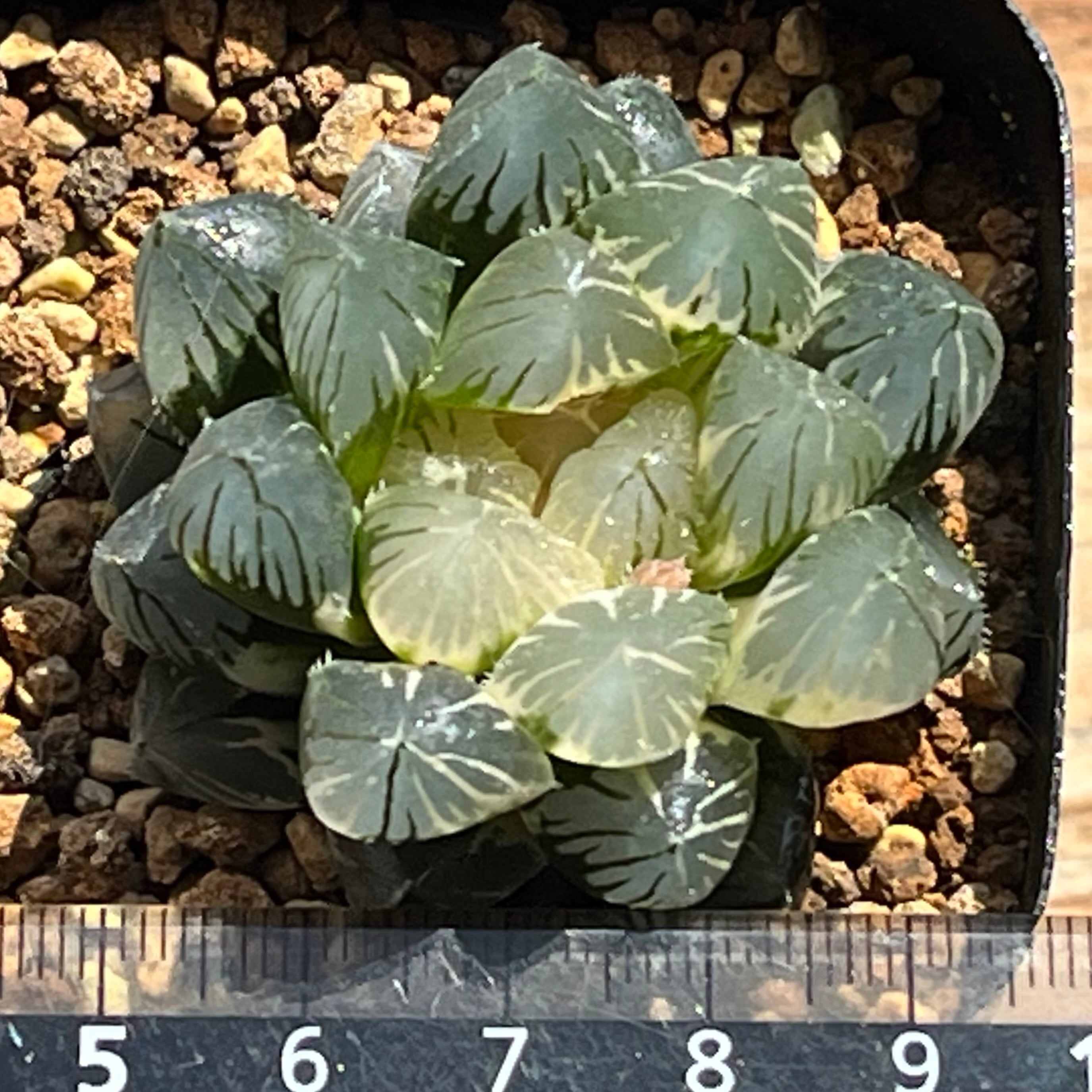 ハオルチア 竜爪 オブツーサ錦 | mocono_plants
