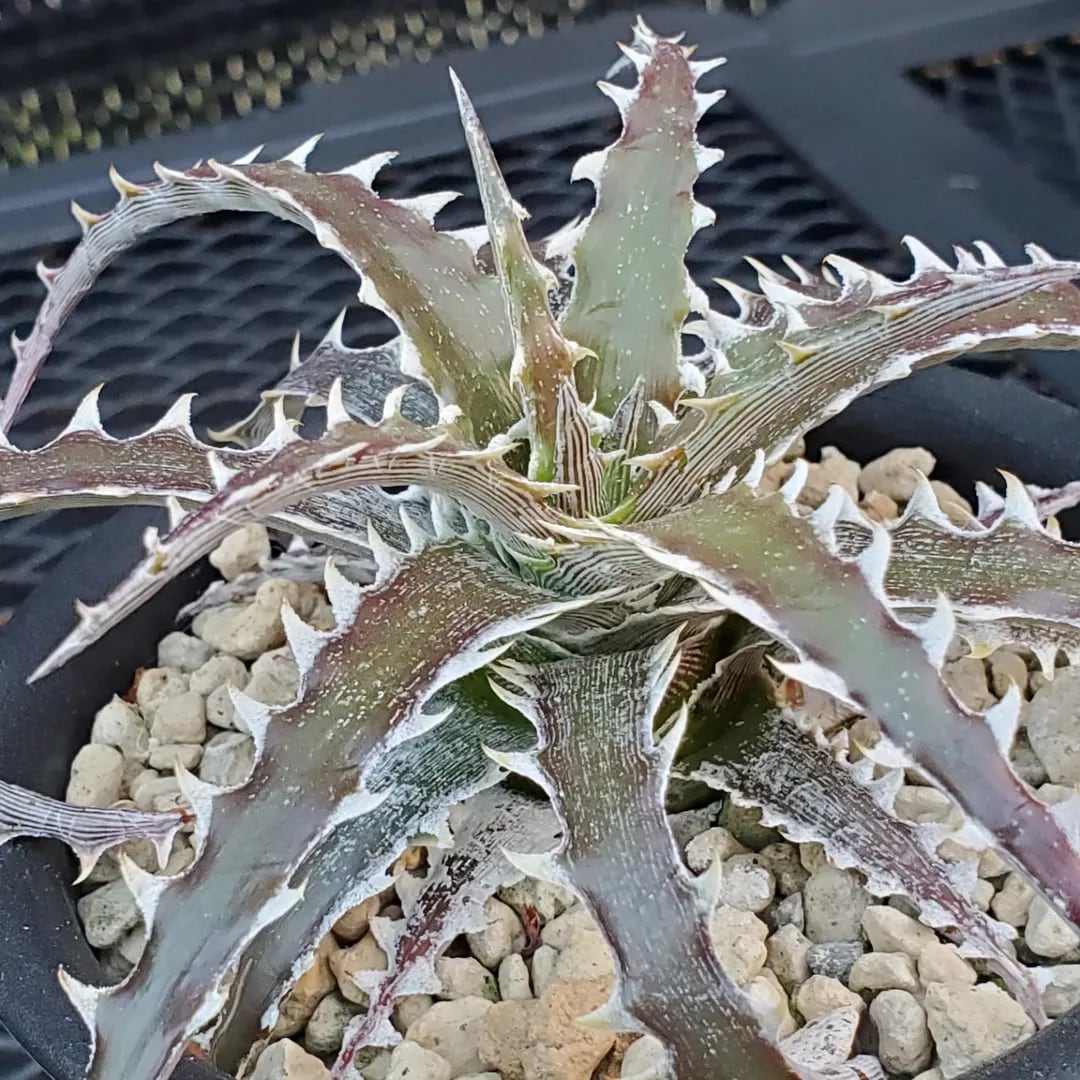 F00432_Dyckia 'Evil Wing'：ディッキア・イーブルウイング（子株