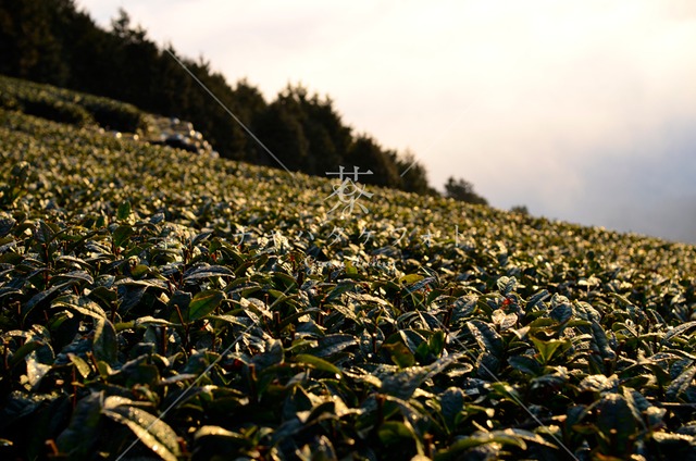 350 明ける冬の茶畑