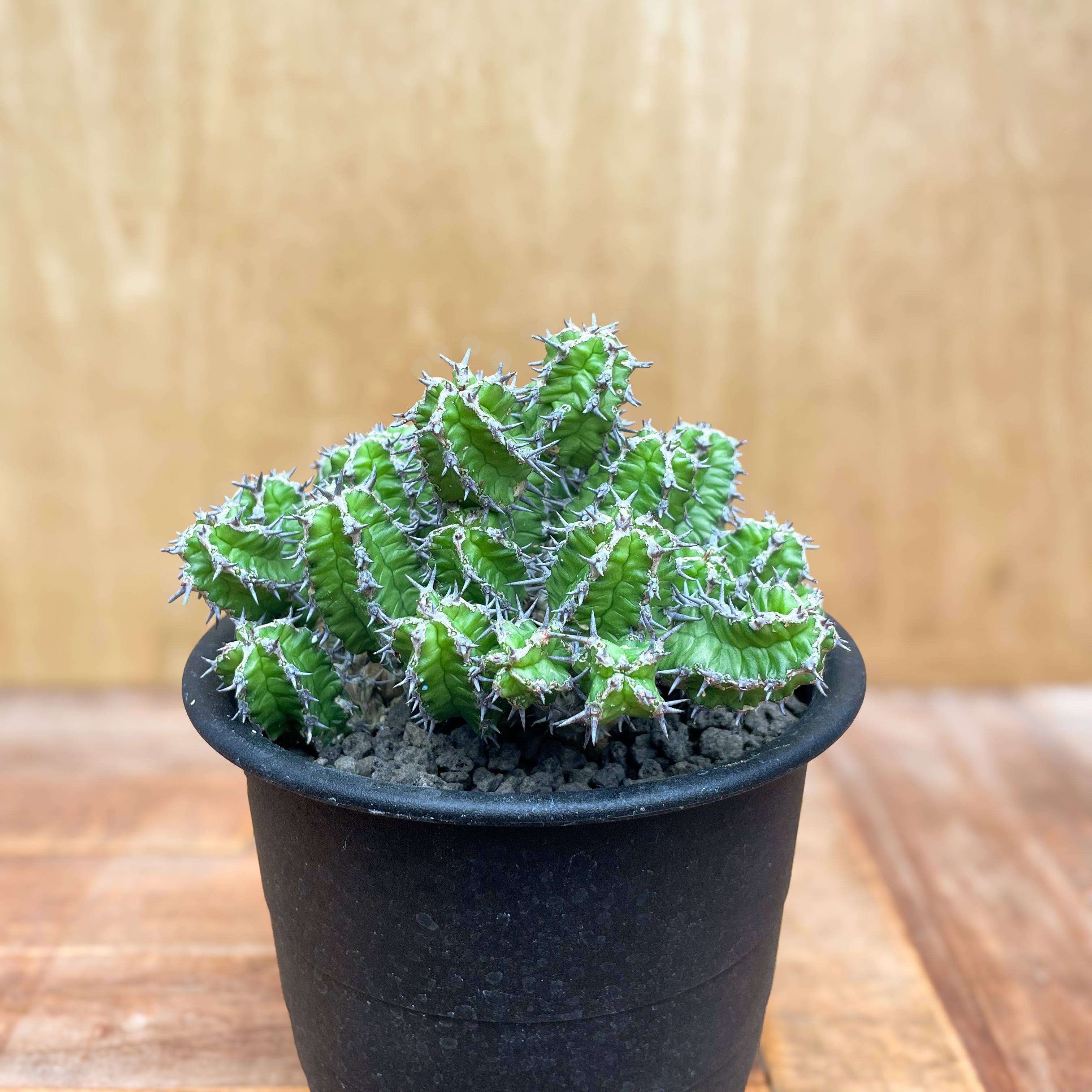 Euphorbia mitriformis【ユーフォルビア・ミトリフォルミス】 | RIMO'S GREEN 【Saboten ...