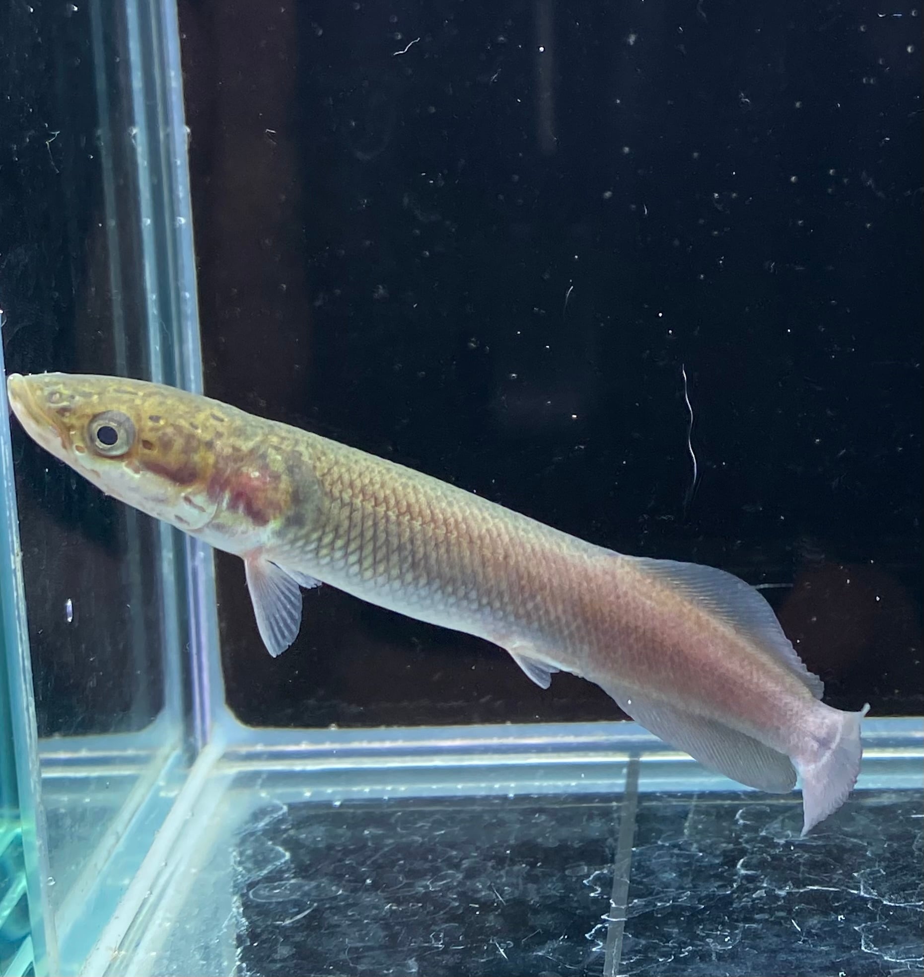 ピラルク XIANLENG １匹 １０から１２ＣＭ SMサイズ F2 証明書付 ピラルク XIANLENG 1匹 10から12CM SMサイズ F2 証明書付