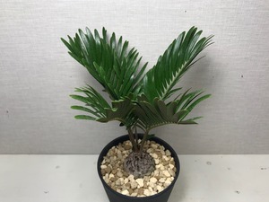 ザミア フロリダーナ