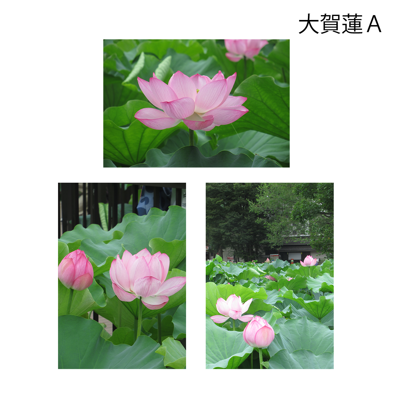 花いろ日和|大賀蓮 <ポストカード・3枚セット>