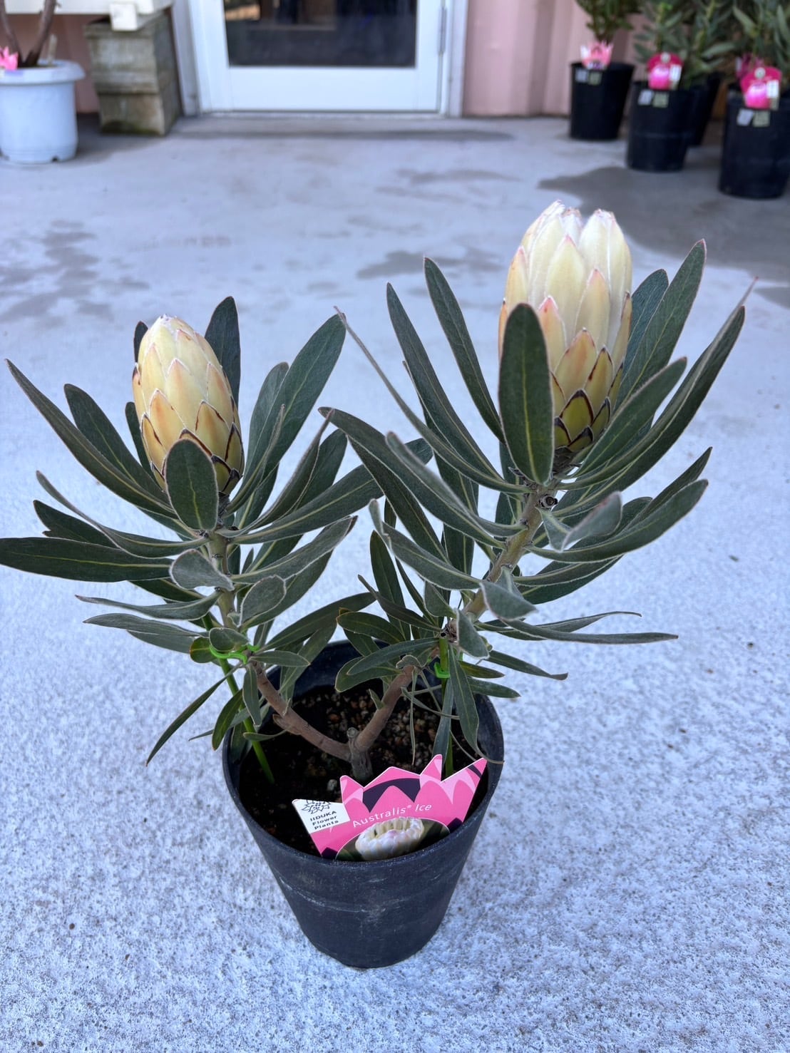 ダーウィニア・プロセラ① | MELLOW Plants & Coffee