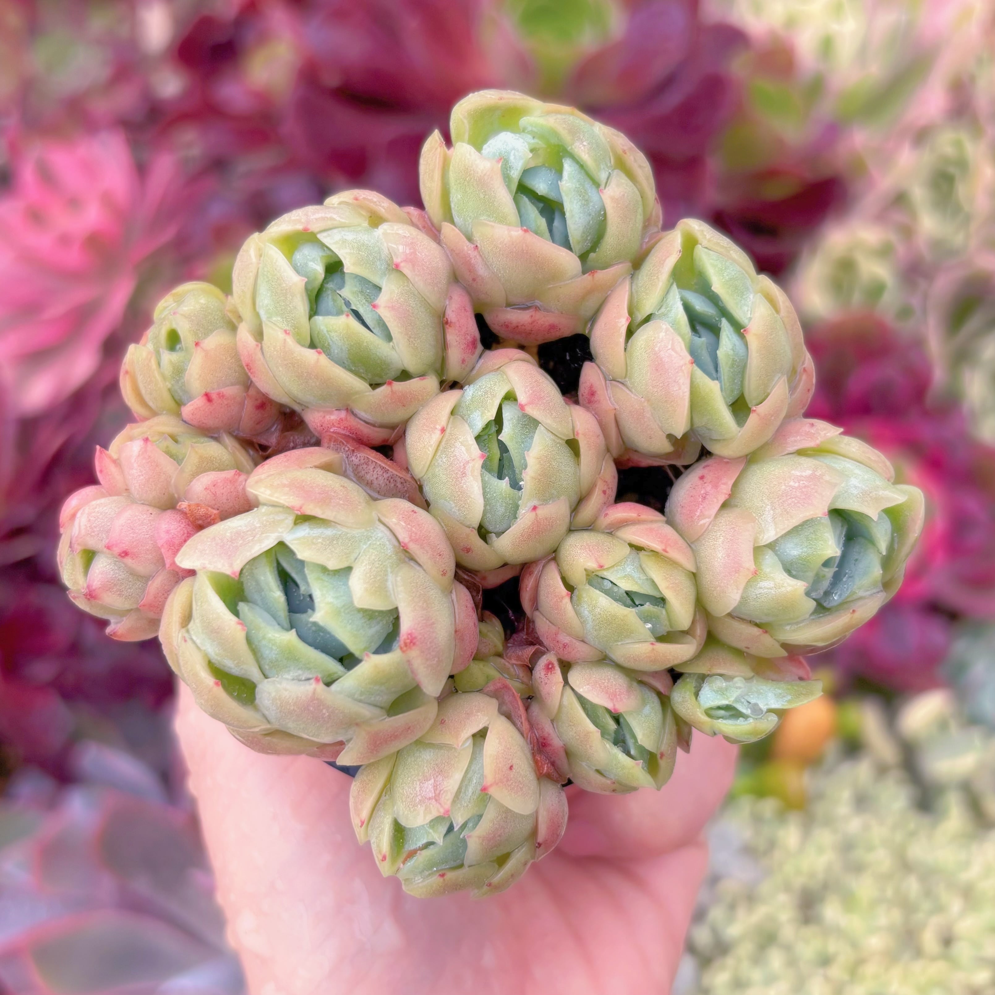 現品　クリームベリー#D15　るる農園