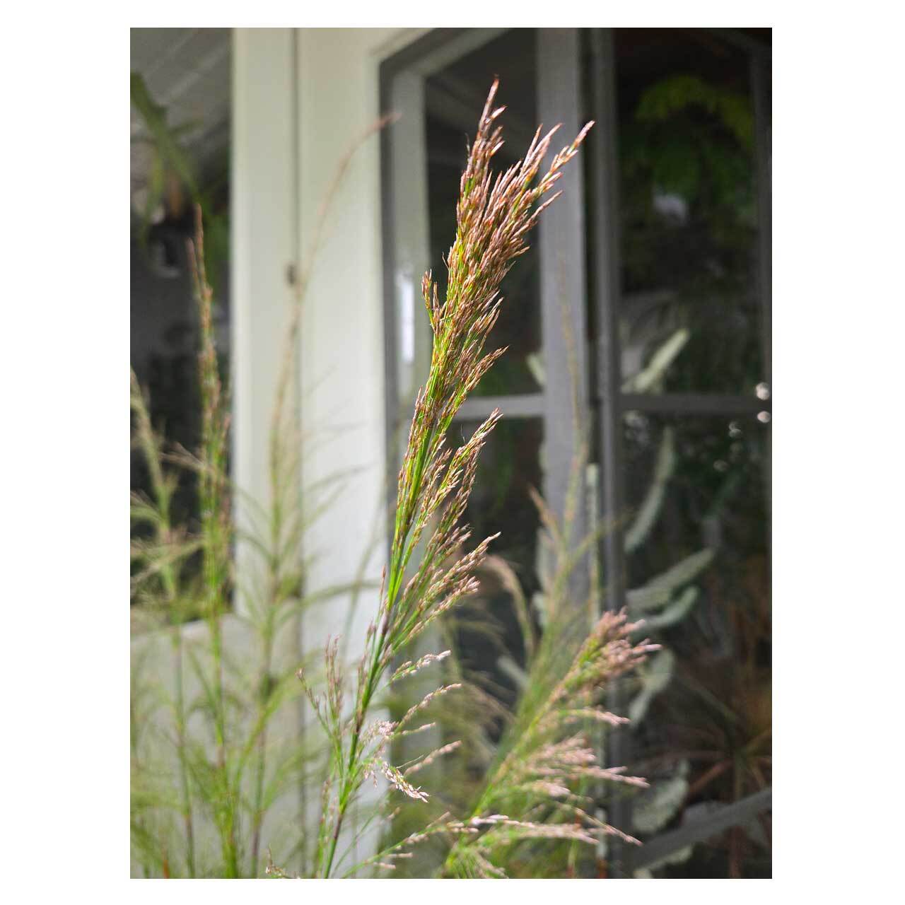 Rhodocoma capensis | Seeding