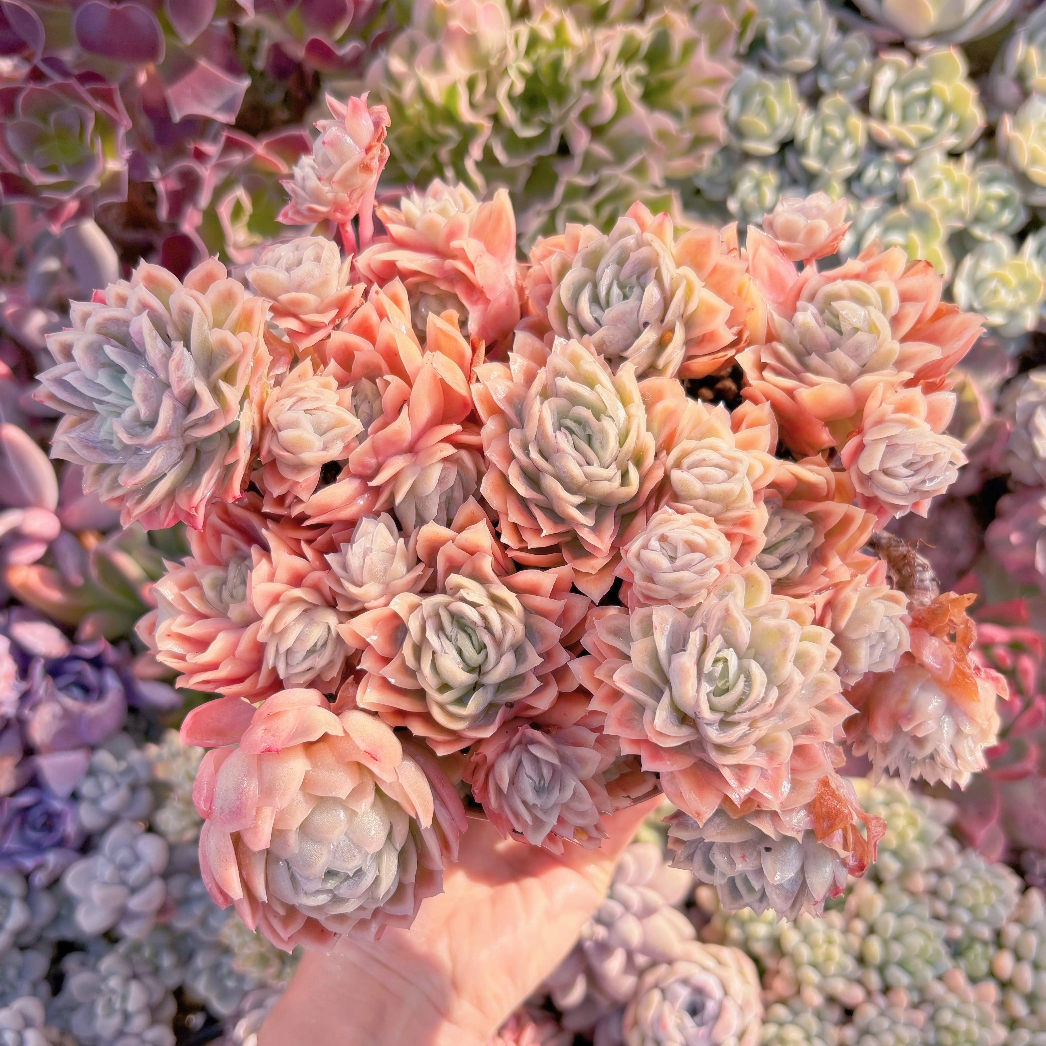 現品　クィーンローズ覆輪錦#2201　特特大群生　新入荷