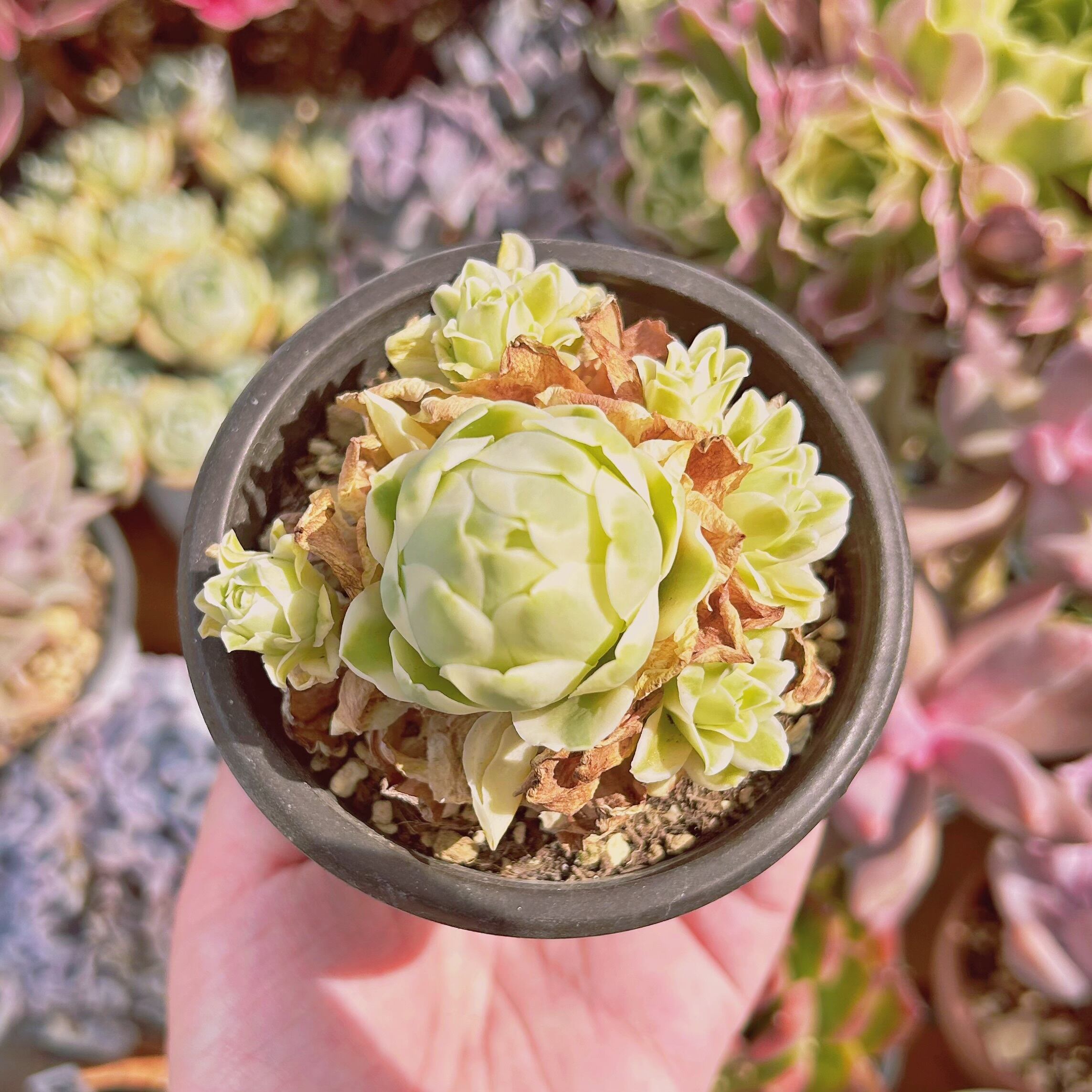 #529現物　多肉植物　オーレア覆輪錦　抜き苗