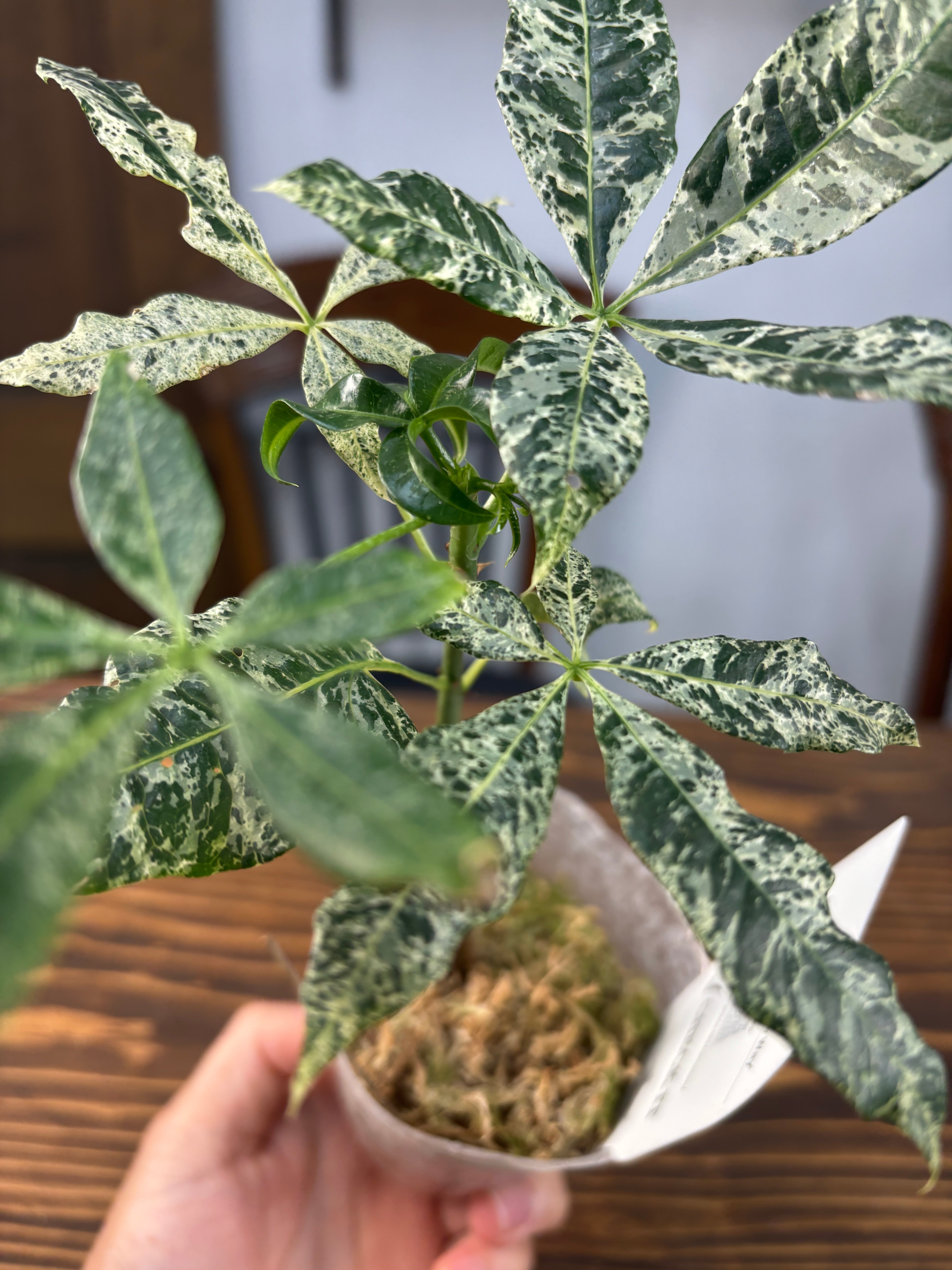 ❇ パキラ　ミルキーウェイ（美形） ☆1022 【目を見張る美しさ】パキラミルキーウェイ(8cmポット