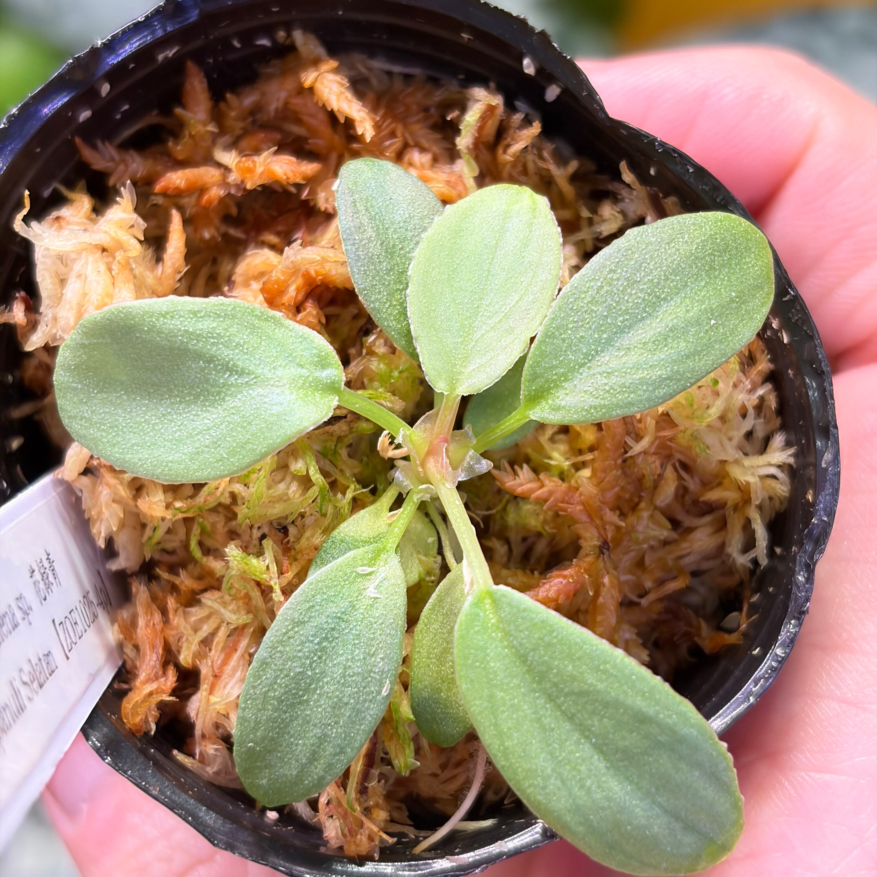 Homalomena sp. 花緑青 Tapanuli Selatan 【ZOE1025-4p】 銀葉個体