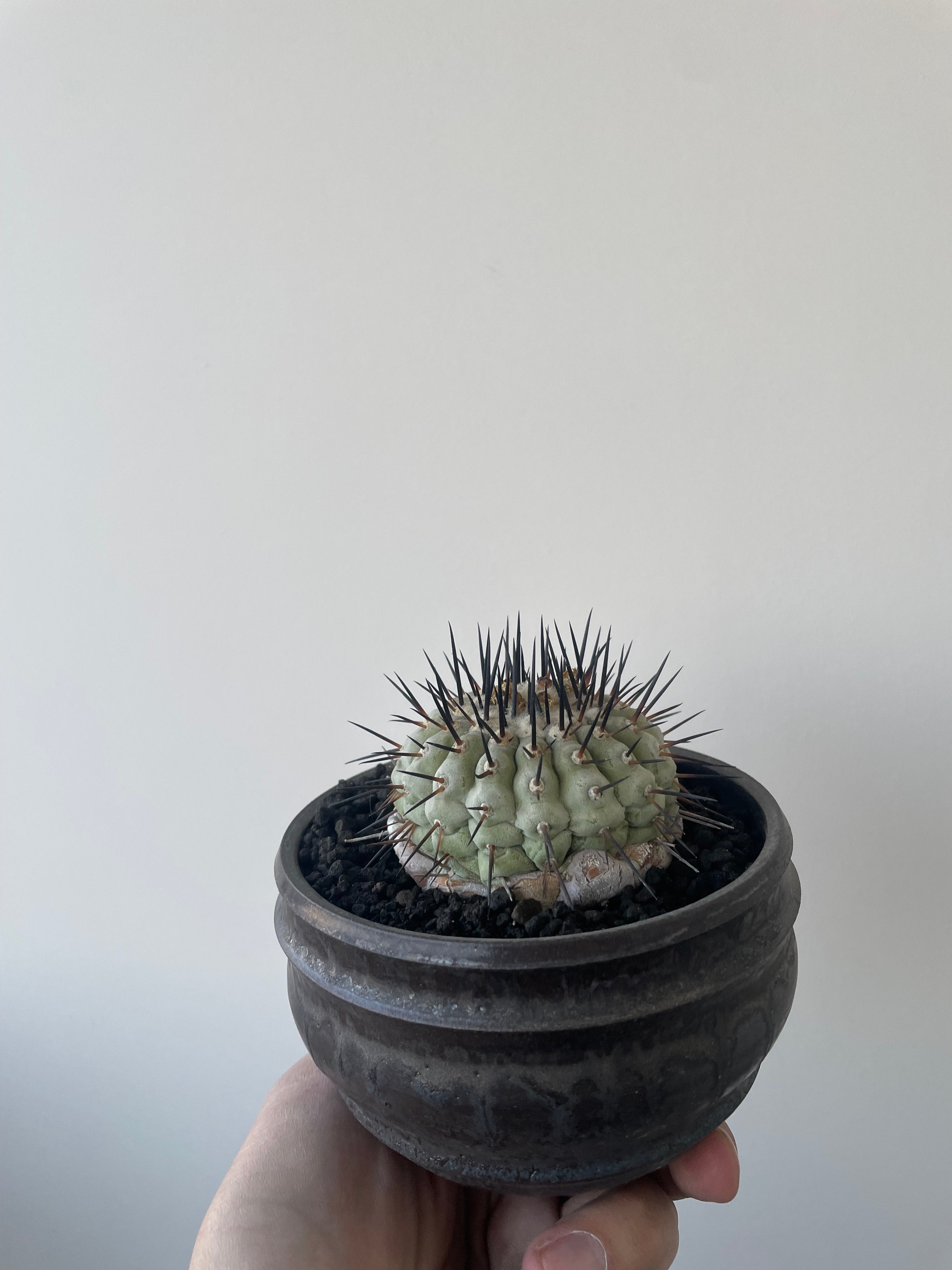 Copiapoa cinerea 古株 × deracine factory 【国内作り込み黒王丸