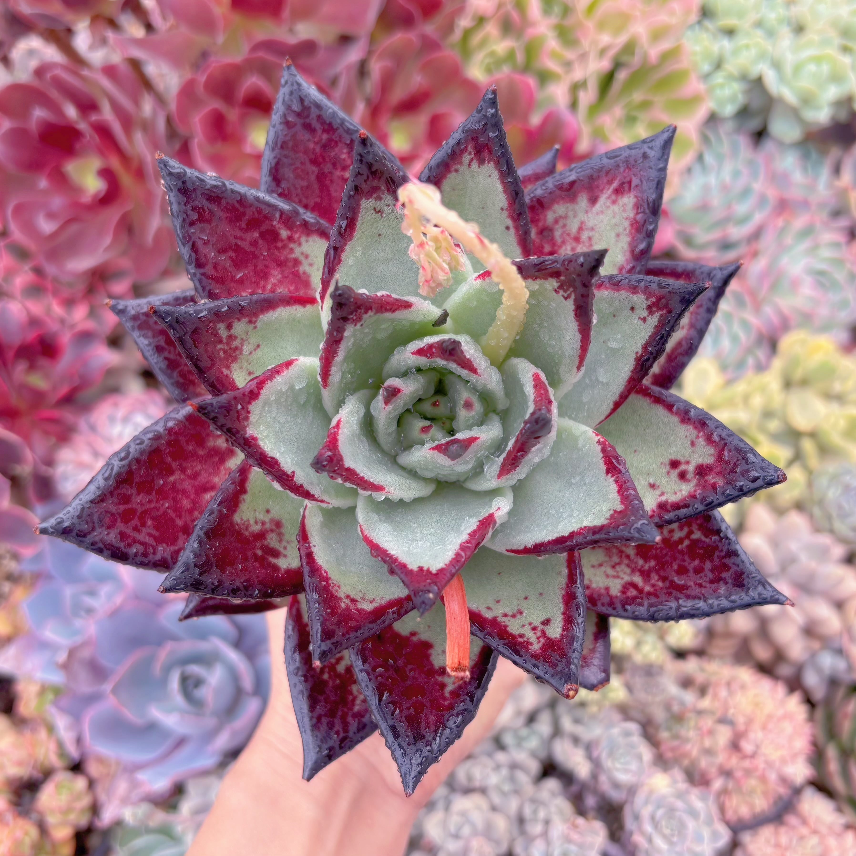 現品　黒魔王#882　特大苗　るる農園