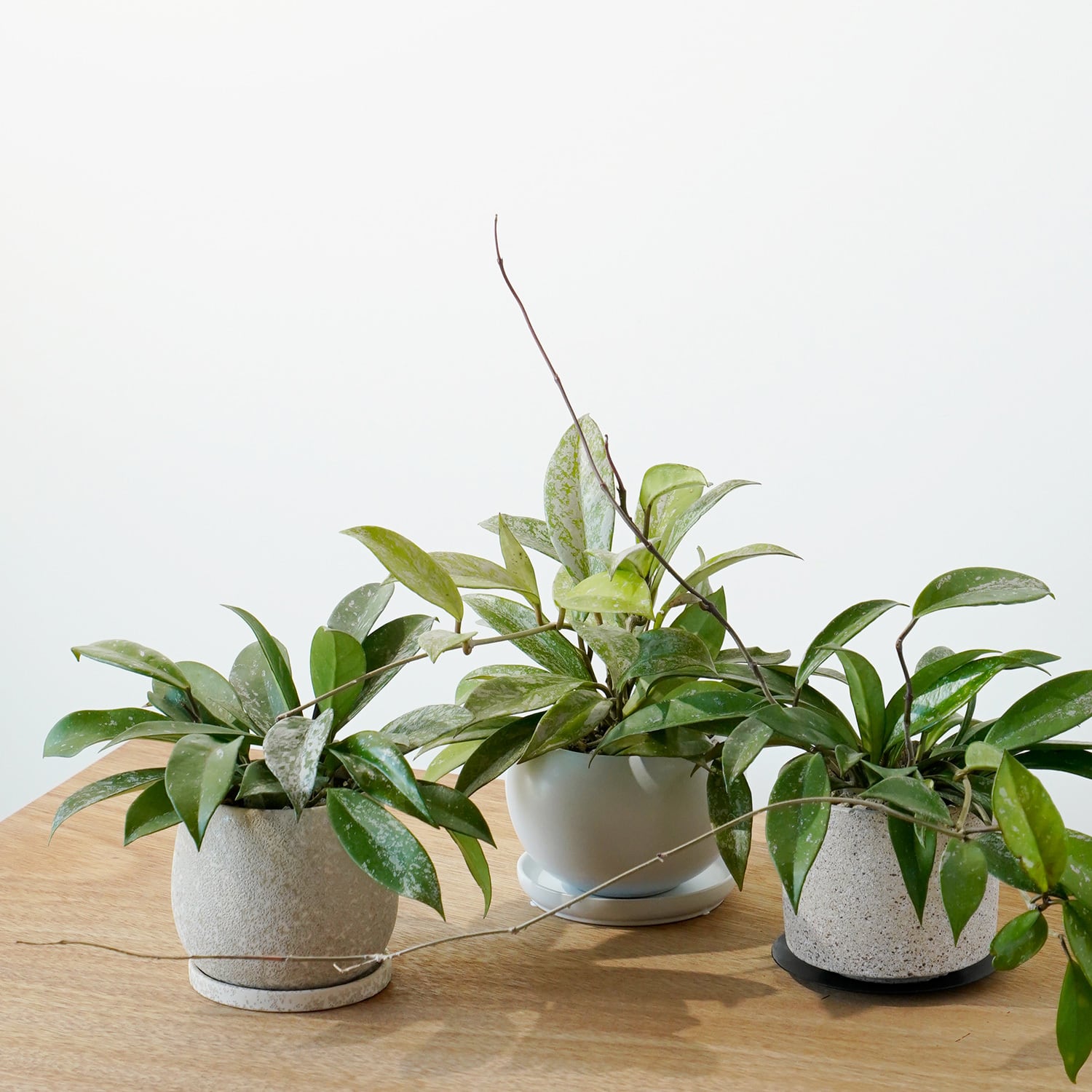 AYANAS STANDARD | AYANAS（アヤナス）｜観葉植物のセレクトショップ・通販