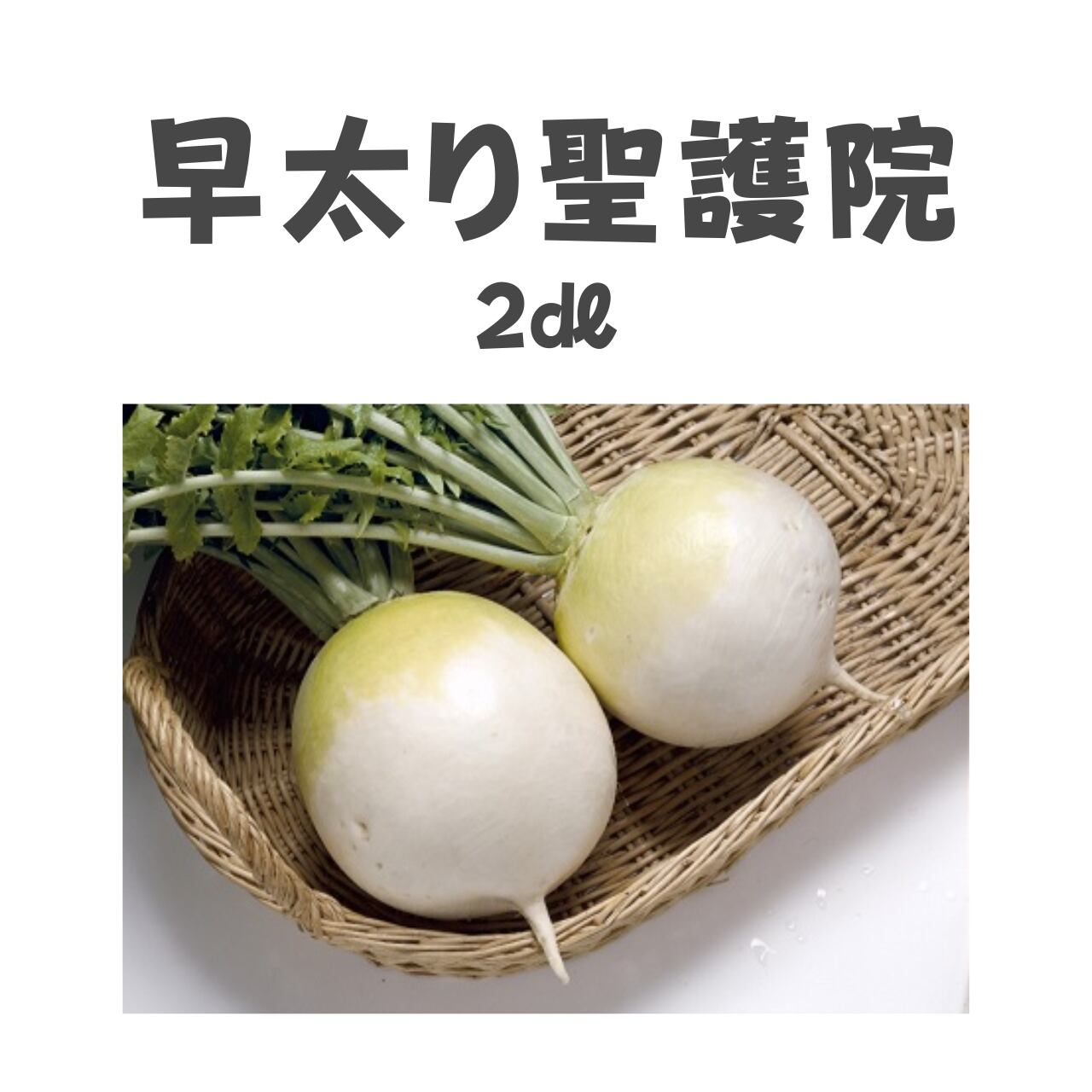 早太り聖護院 ダイコン種子・2dl