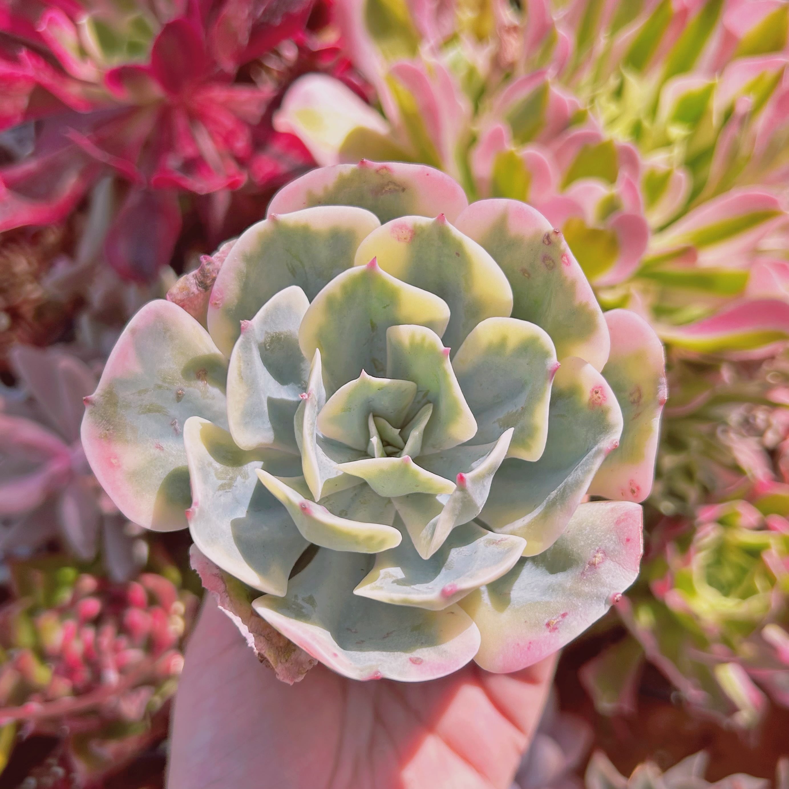 多肉植物　Echeveria  七福神錦　特大