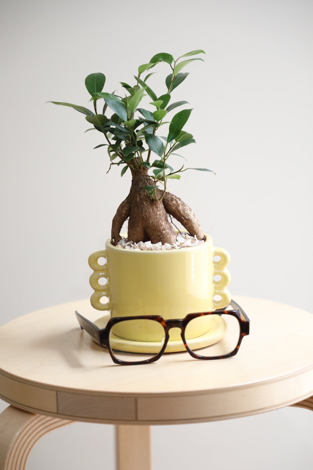 S】ガジュマル/Ficus microcarpa | 【厳選植物・器】MIDORI DOUMEI 翠
