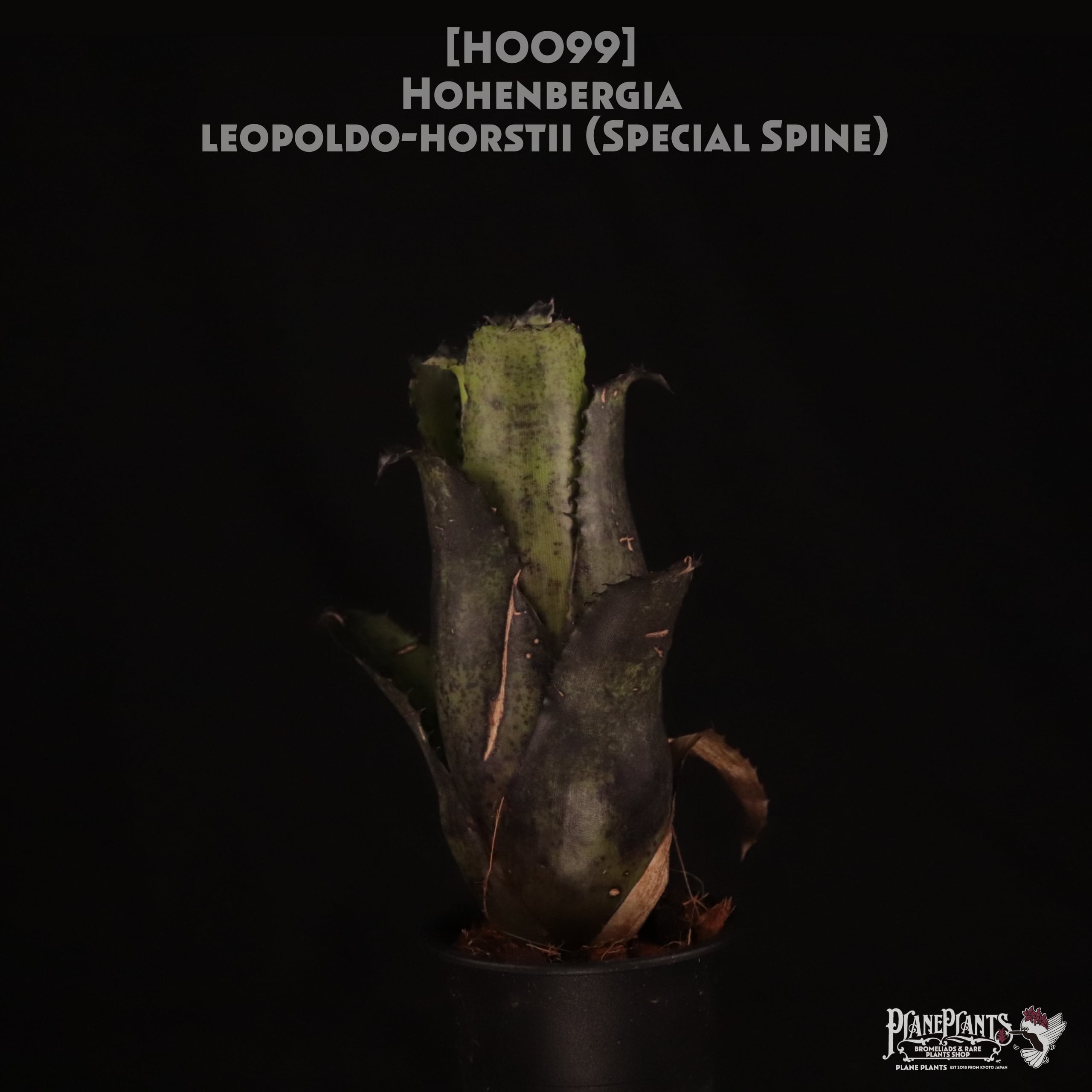 Hohenbergia sp.357 × leopoldo-horstii black form