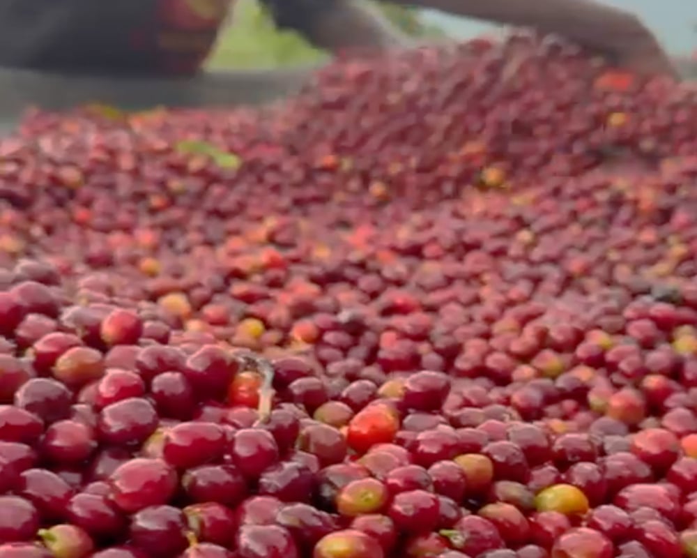 シダマ ベンサ G1 チャルチョ ナチュラル 300g エチオピア産