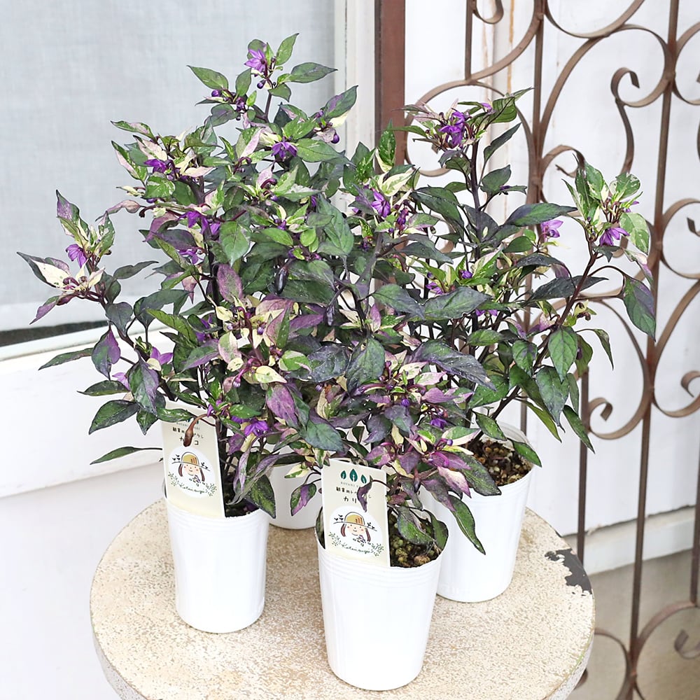 値下げセール 草花苗 観賞 トウガラシ カリコ 2.5号 斑入り パープル