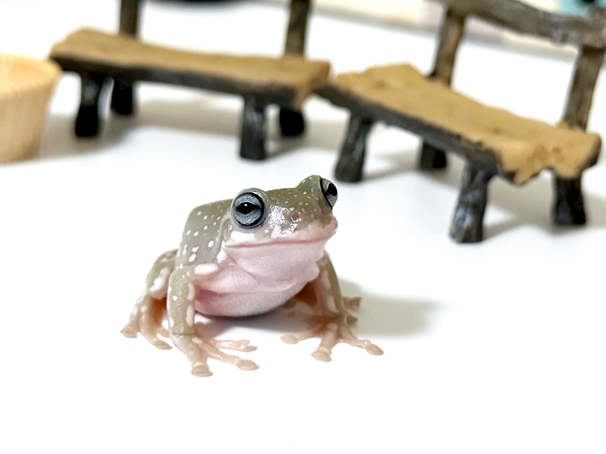 イエアメガエル ブルーアイ スノーフレーク【i119】 | チャコリウム