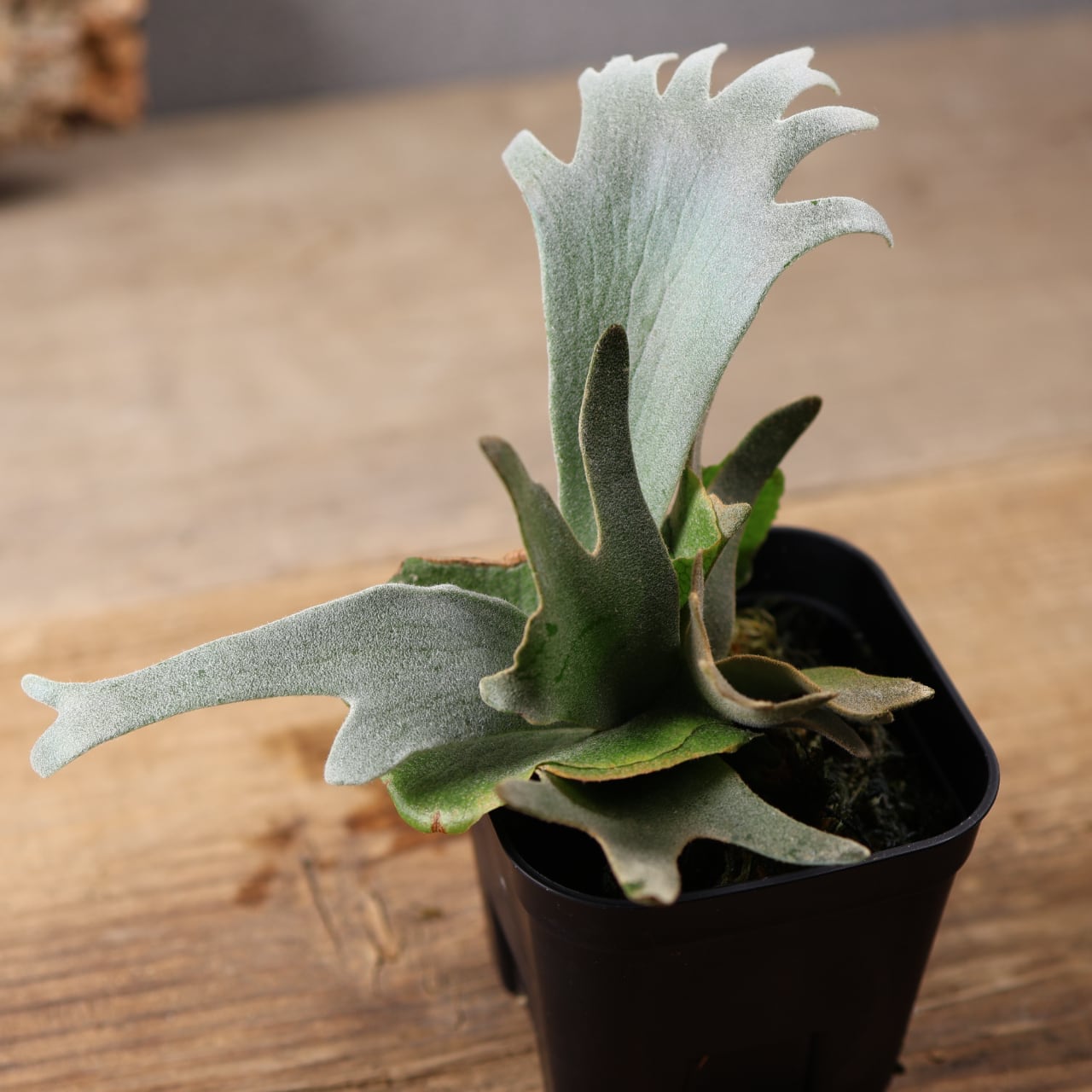 603『ビカクシダ ナノ Nano』 観葉植物【送料無料】 | MARX PLANTS