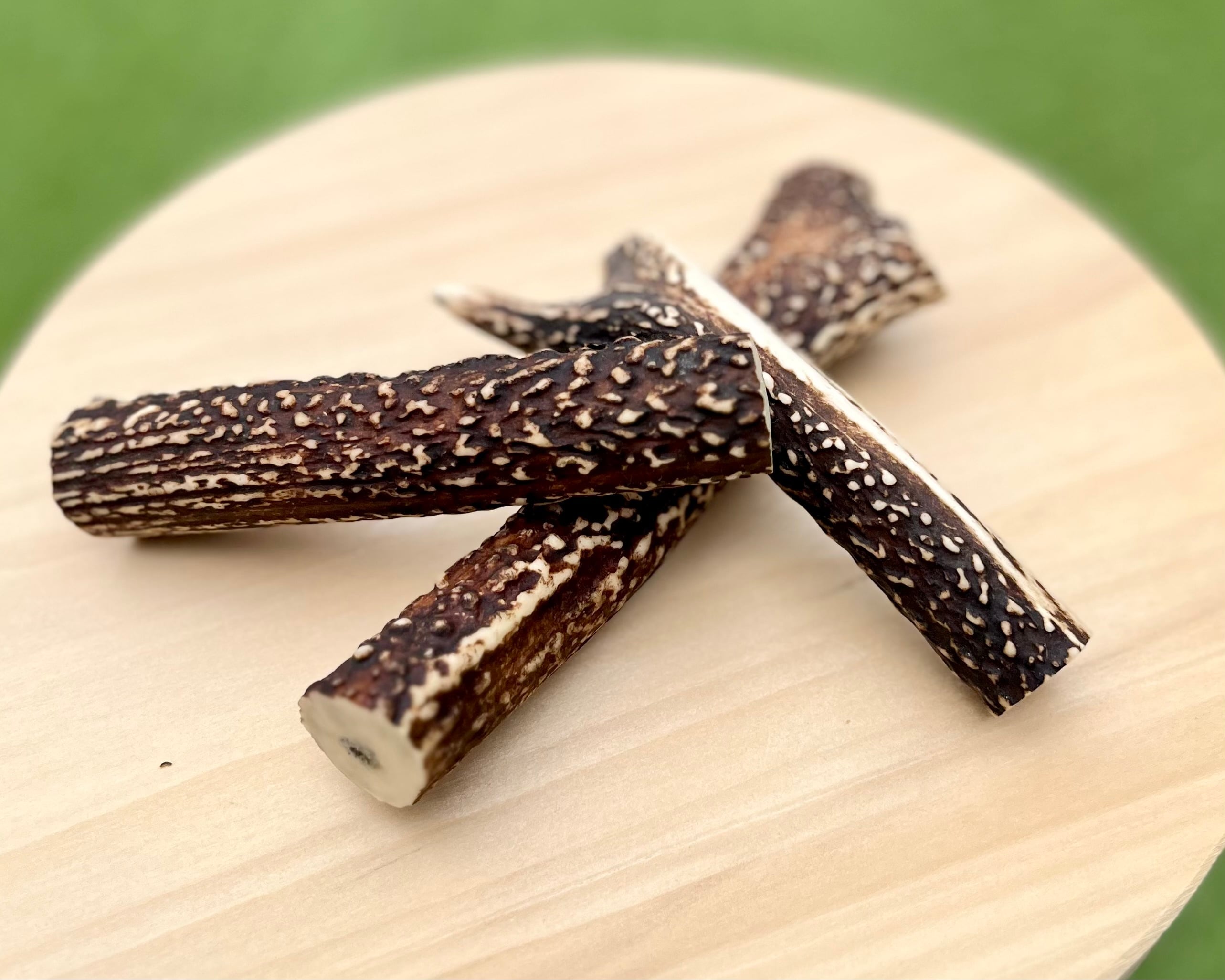 【NEW！】鹿の角・12cm以上